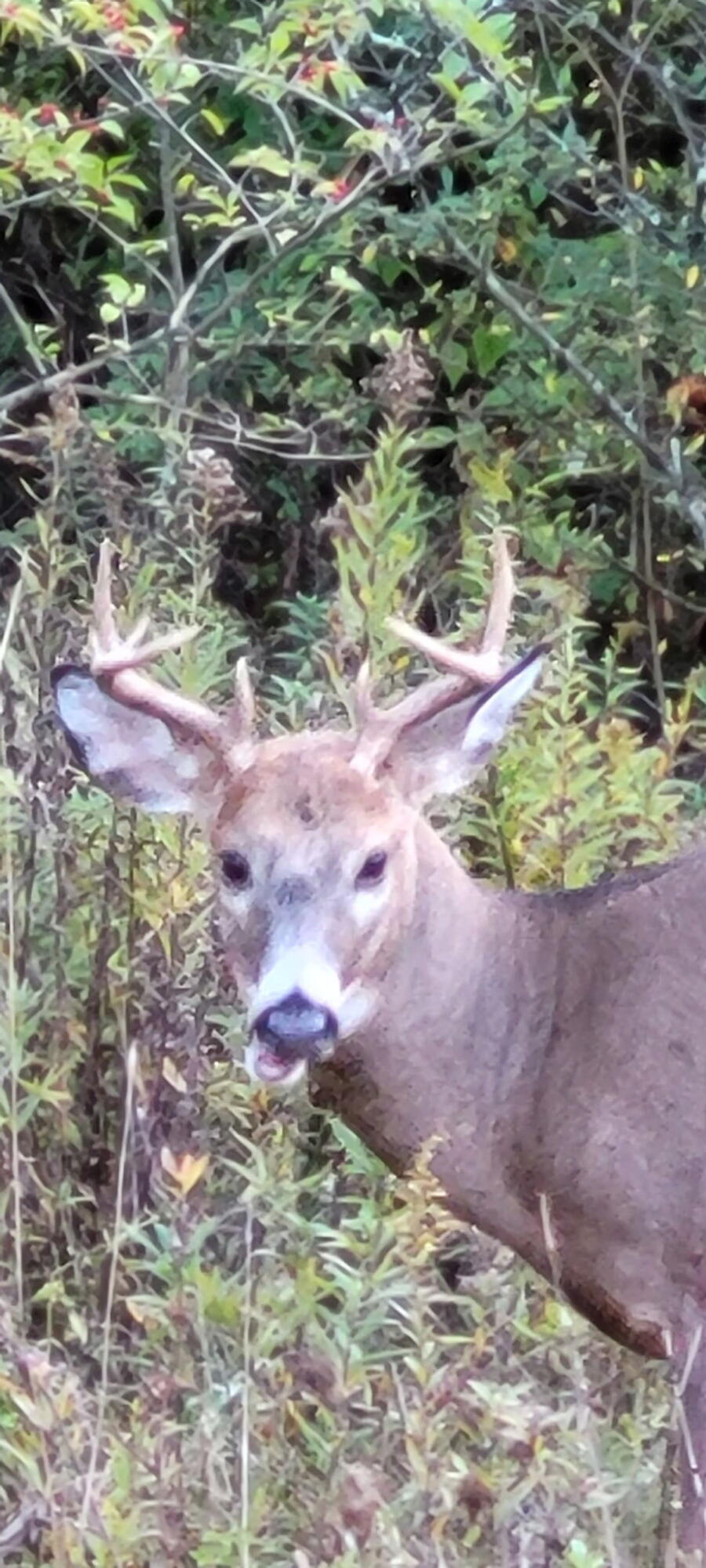 8676 Sidney Street, Saint Paris, Ohio 43072