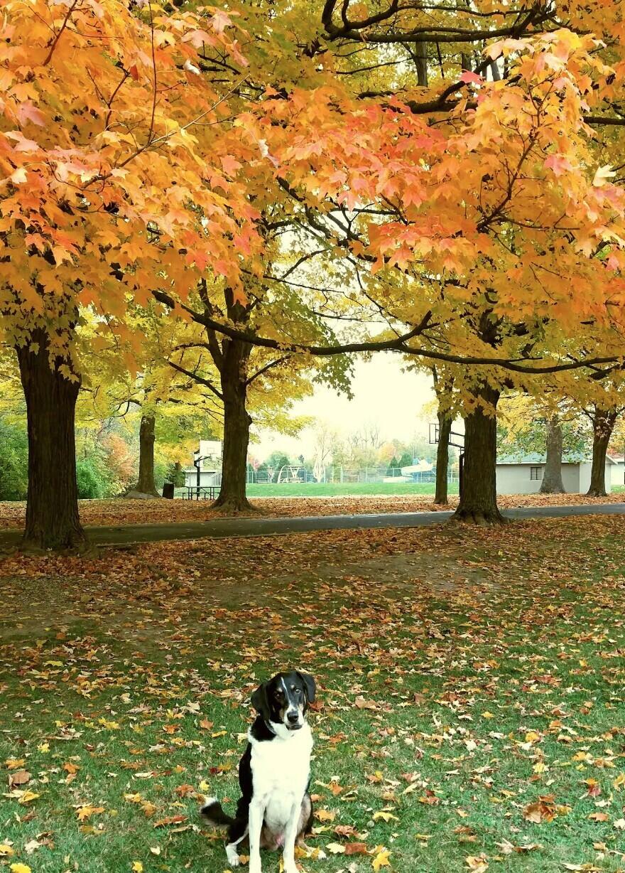 1305 Dakota Road, Bellefontaine, Ohio 43311