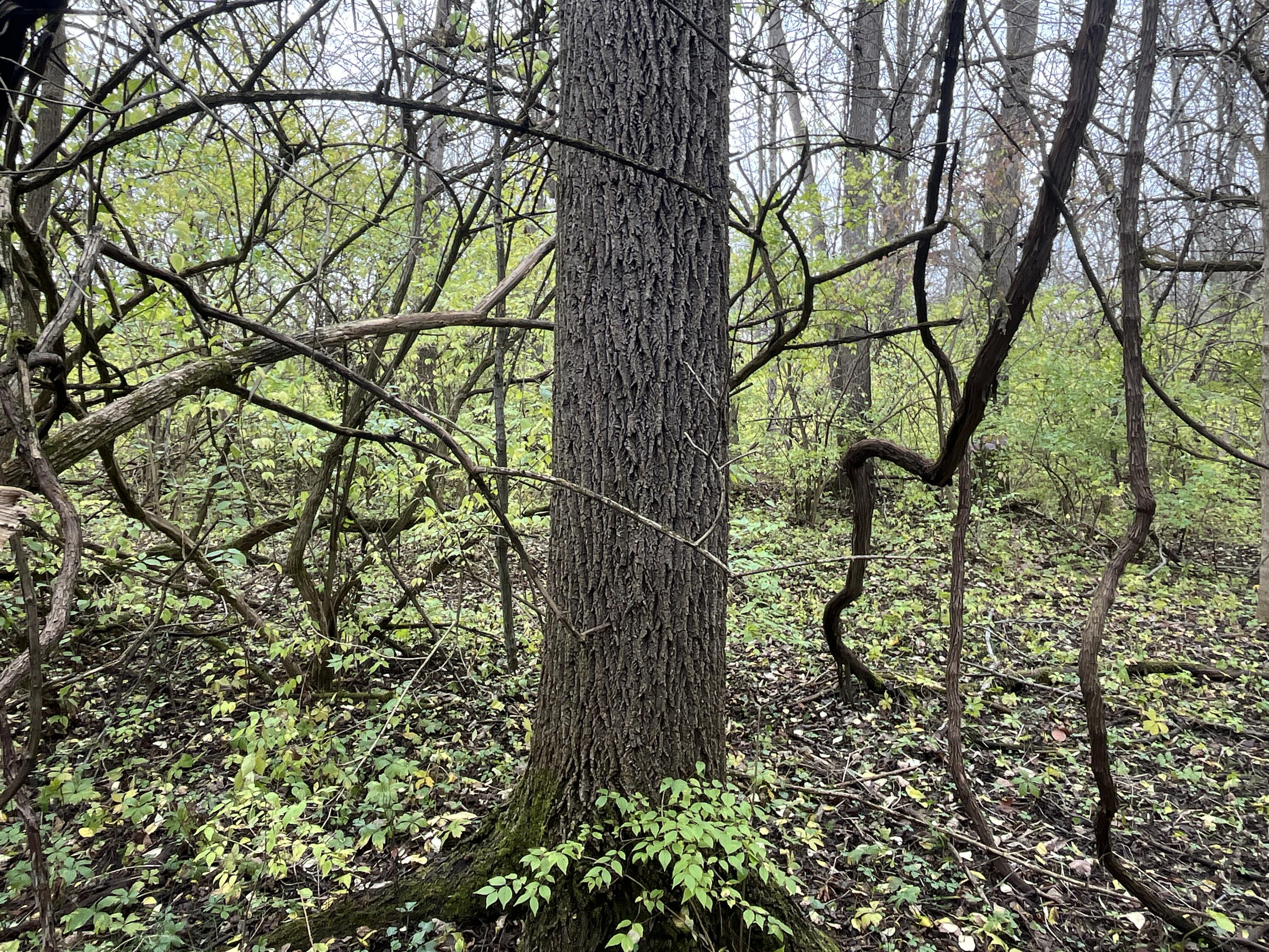 9237 Dog Leg Road, Dayton, Ohio 45414