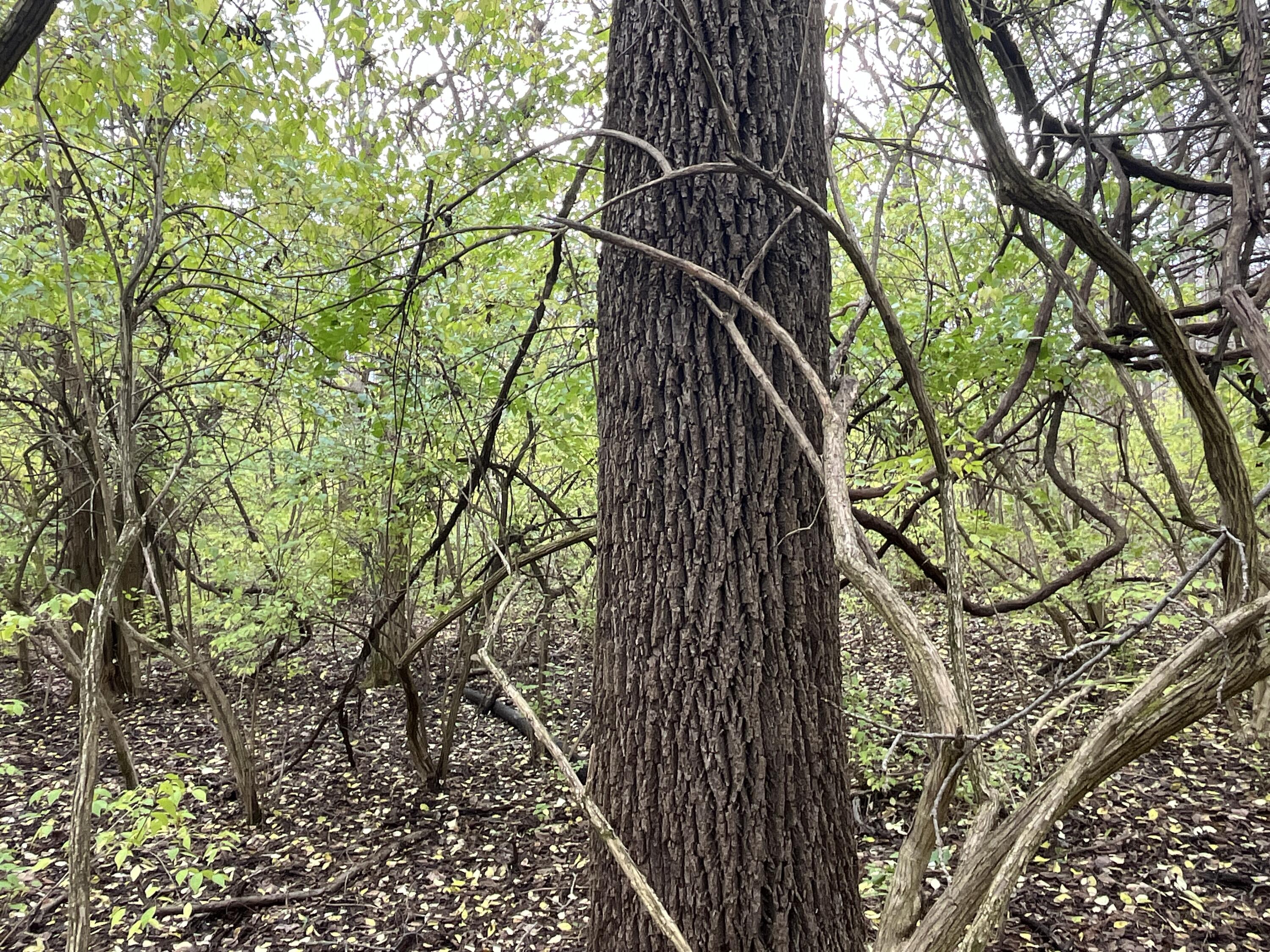 9237 Dog Leg Road, Dayton, Ohio 45414