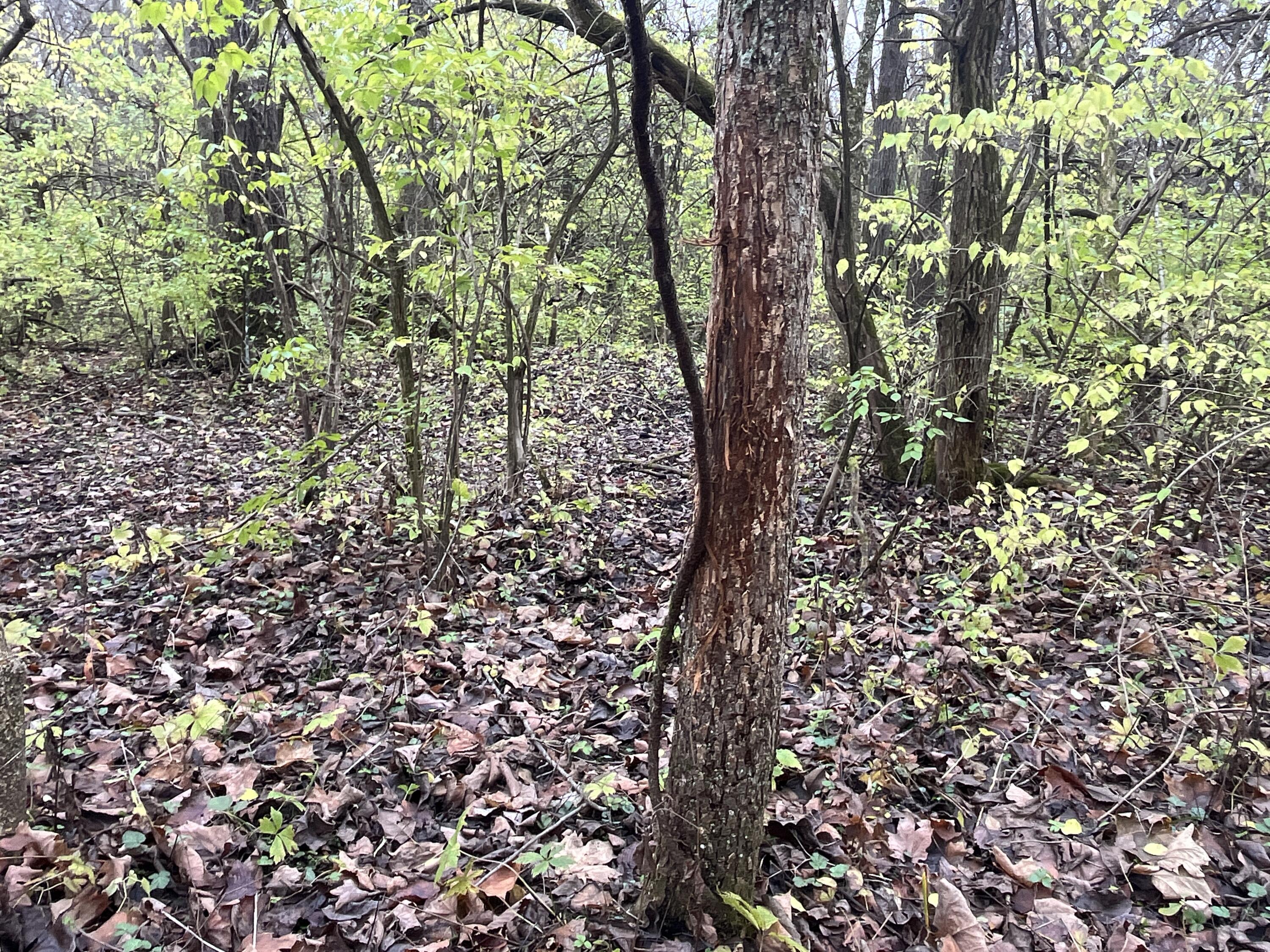 9237 Dog Leg Road, Dayton, Ohio 45414