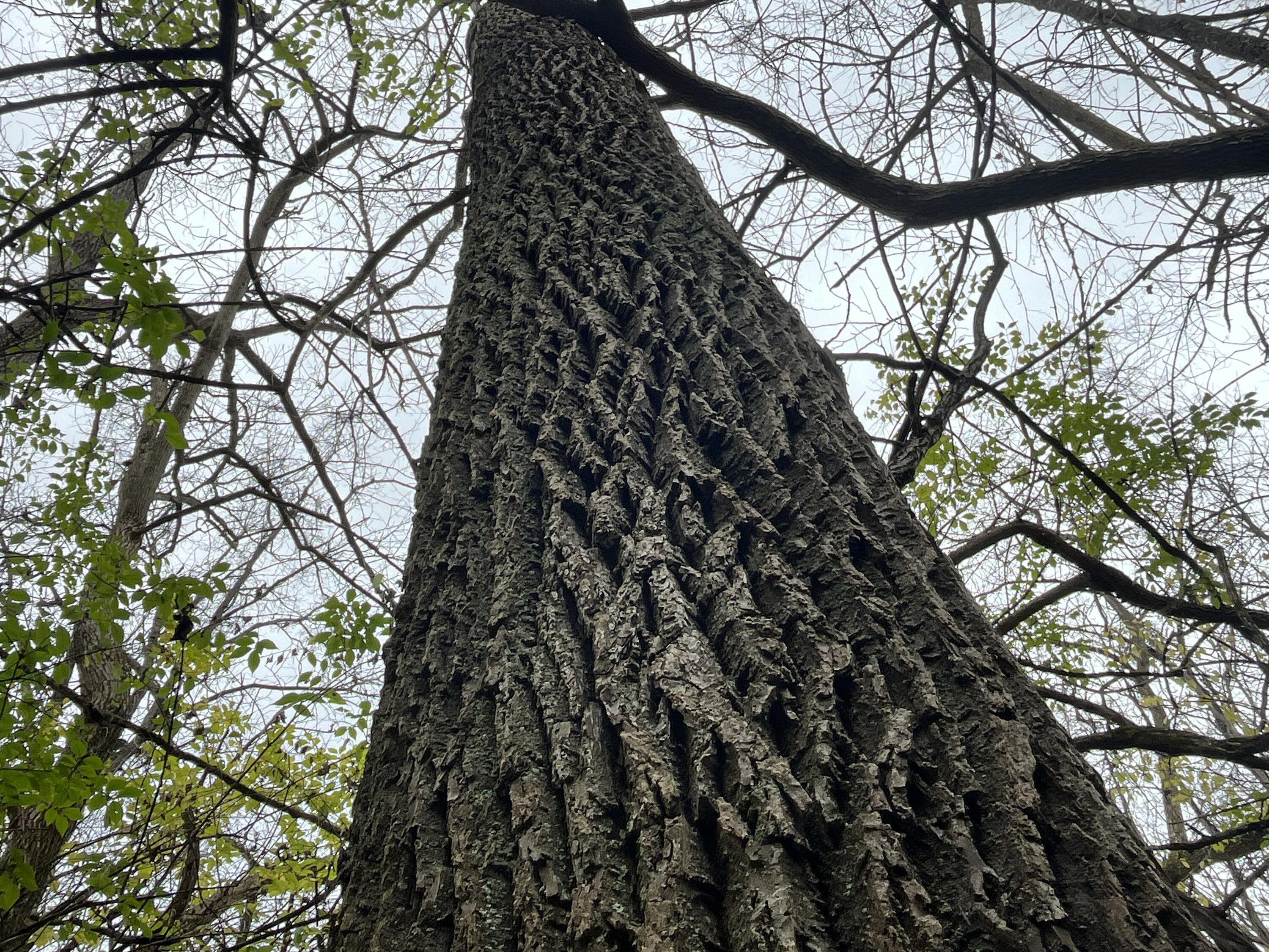 9237 Dog Leg Road, Dayton, Ohio 45414