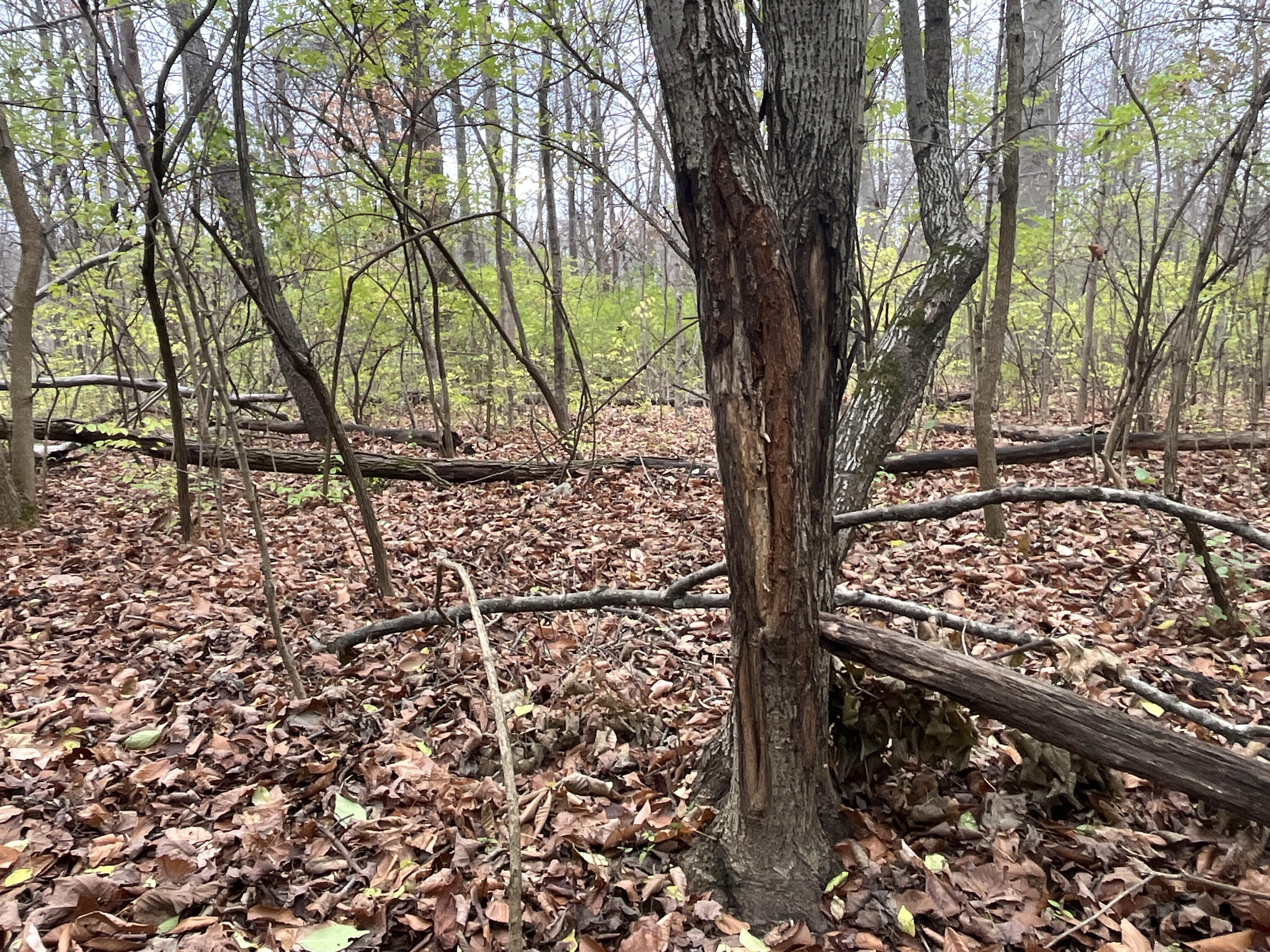 9237 Dog Leg Road, Dayton, Ohio 45414