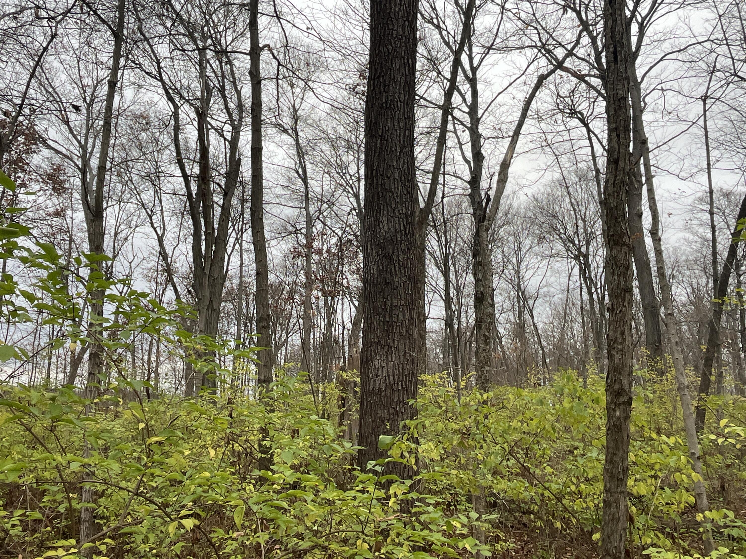 9237 Dog Leg Road, Dayton, Ohio 45414