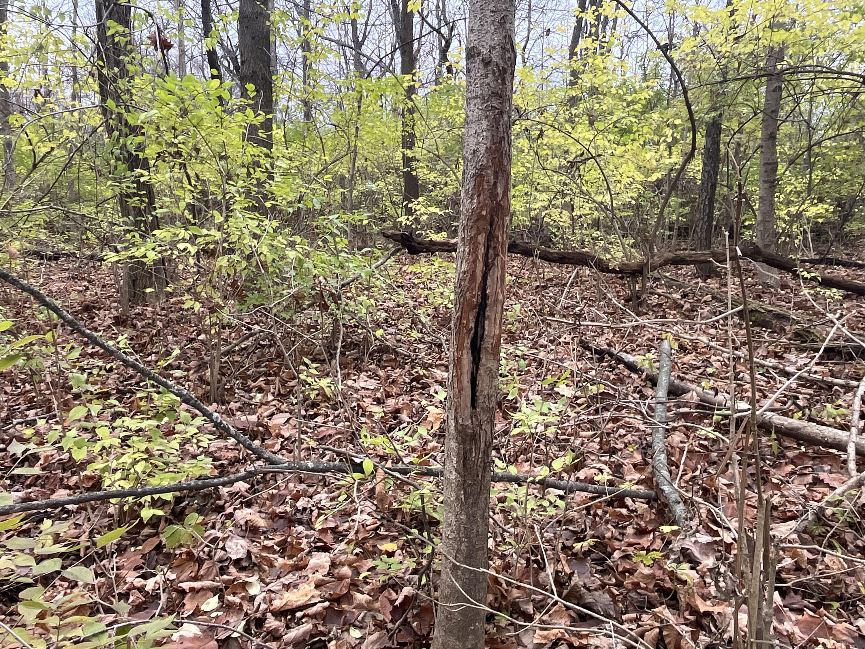 9237 Dog Leg Road, Dayton, Ohio 45414