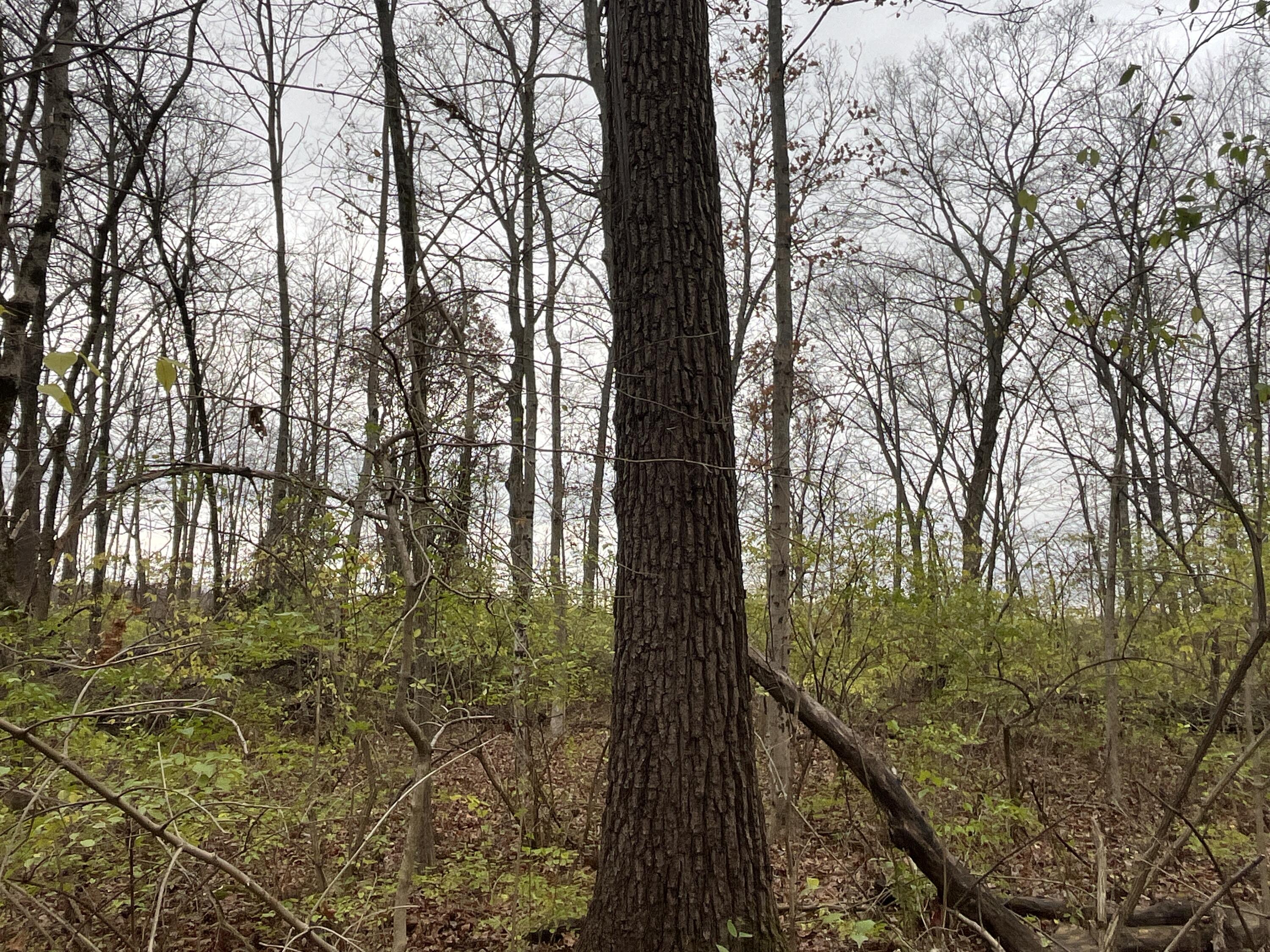 9237 Dog Leg Road, Dayton, Ohio 45414