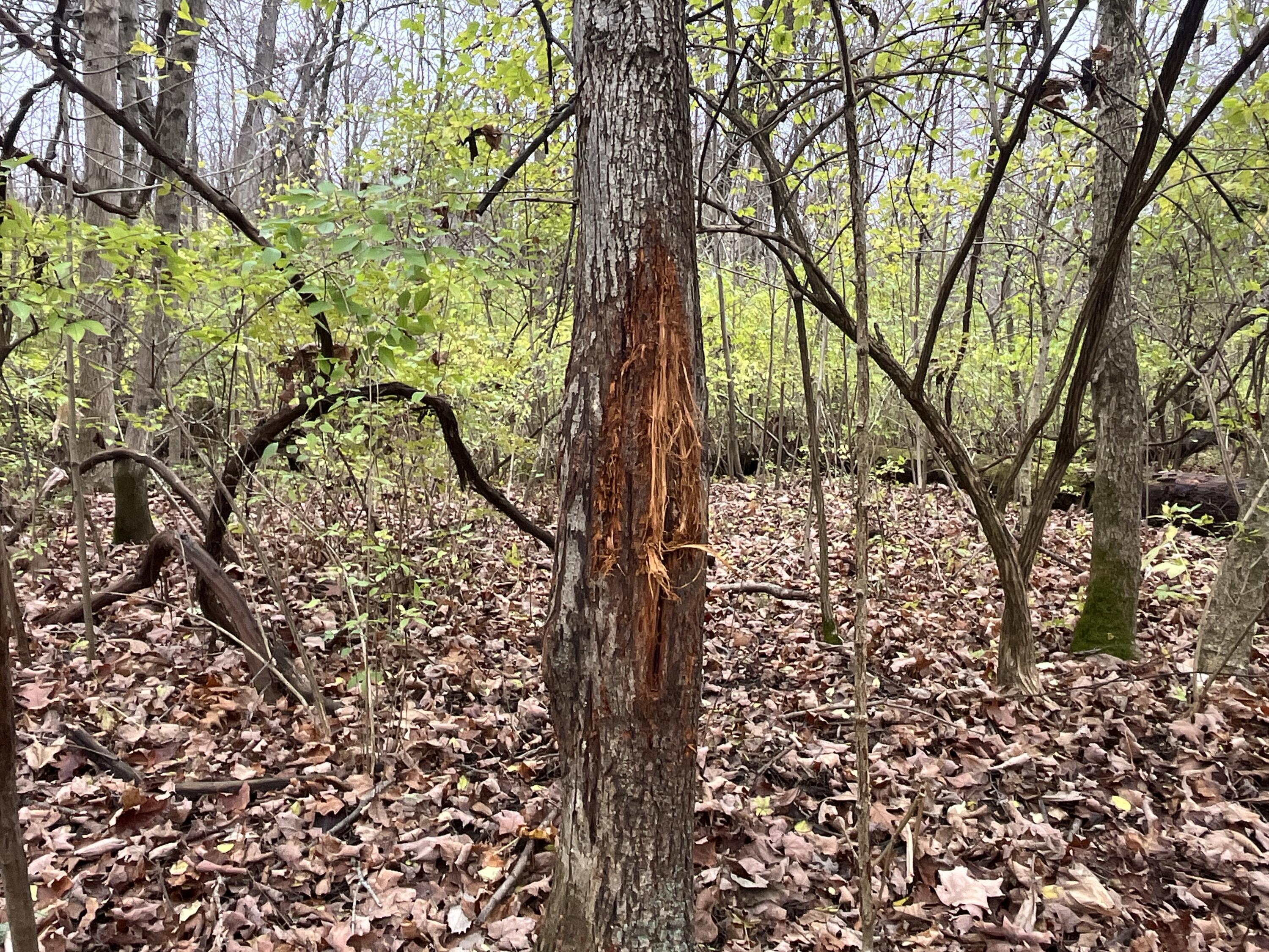 9237 Dog Leg Road, Dayton, Ohio 45414