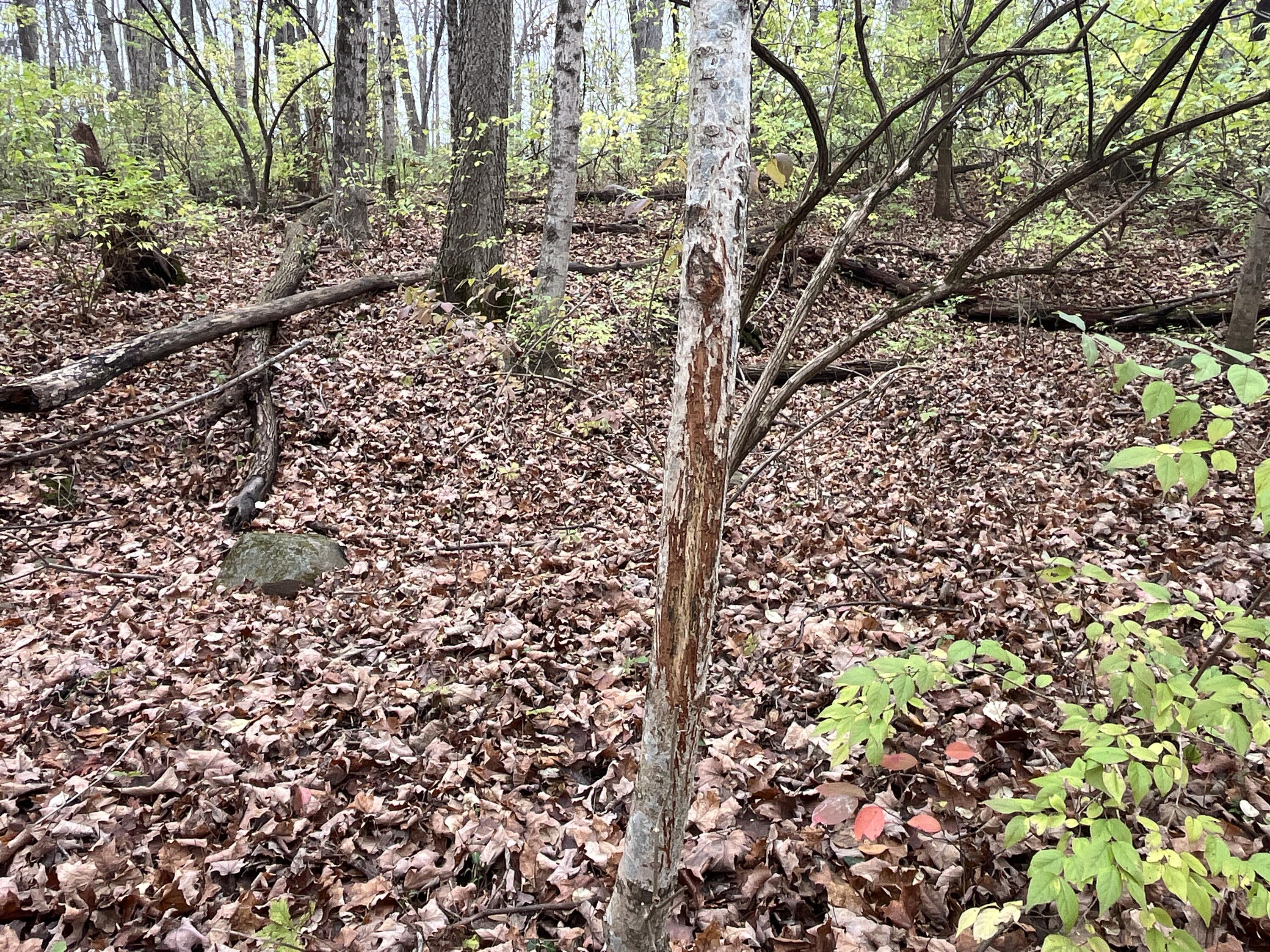 9237 Dog Leg Road, Dayton, Ohio 45414