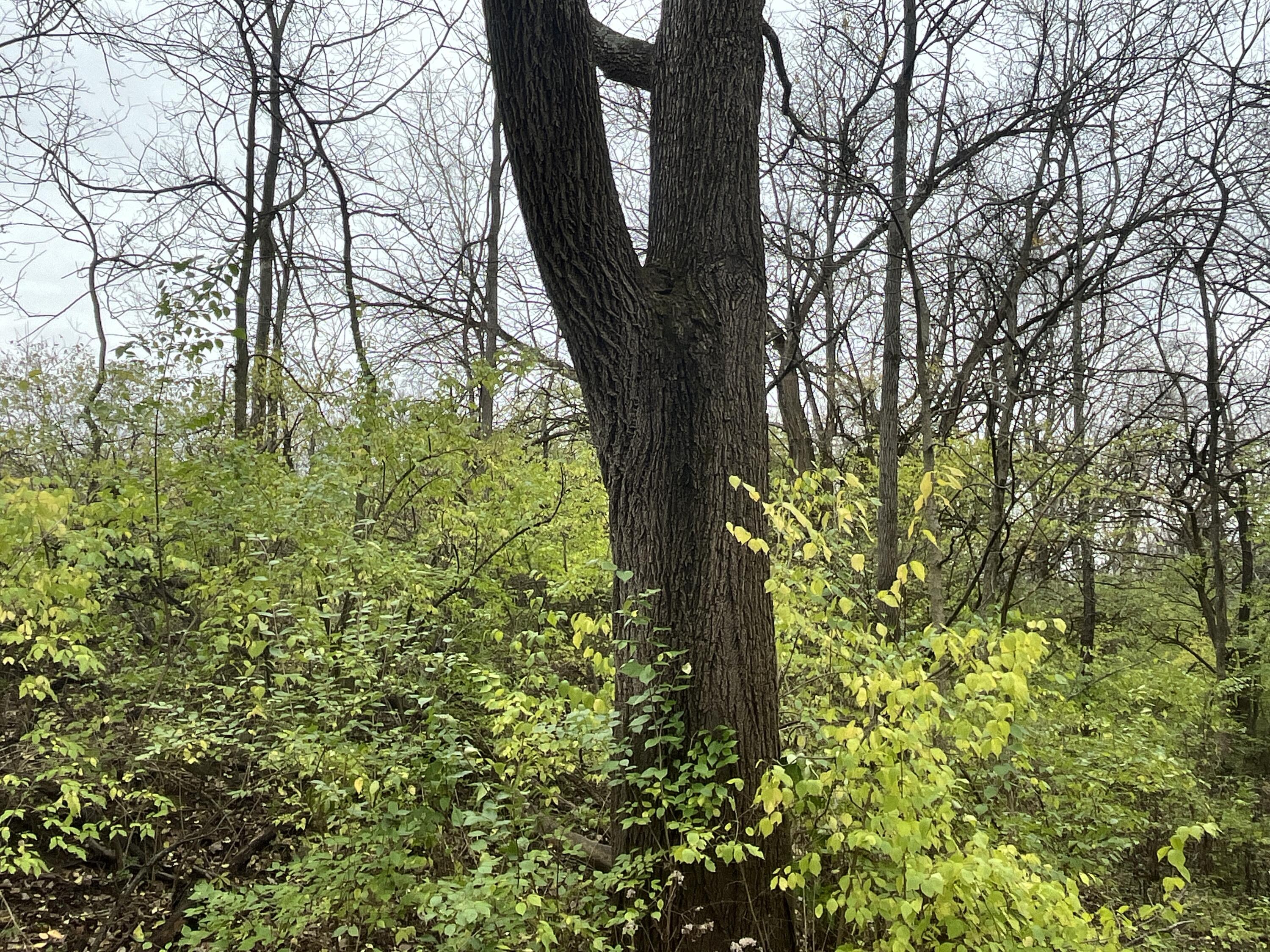 9237 Dog Leg Road, Dayton, Ohio 45414