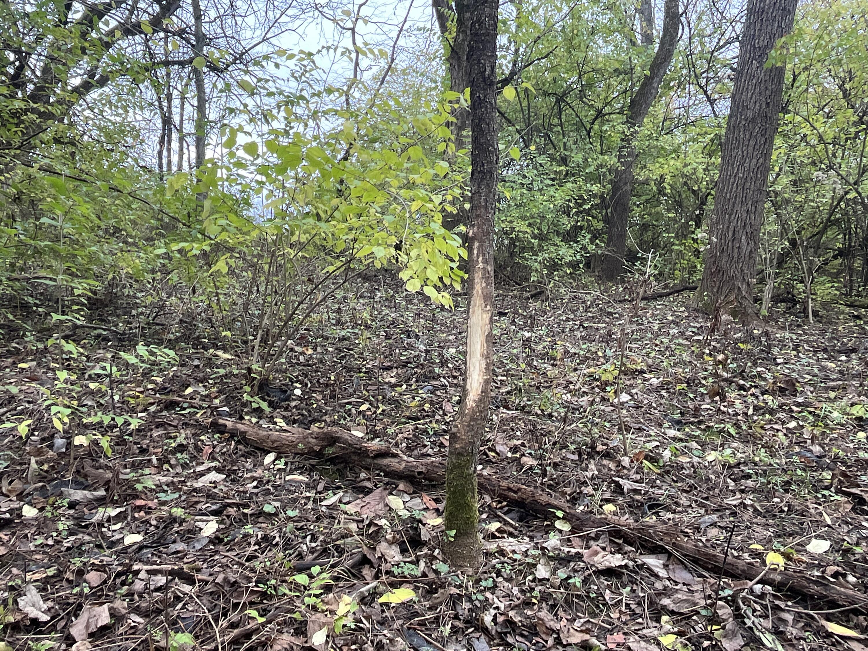 9237 Dog Leg Road, Dayton, Ohio 45414