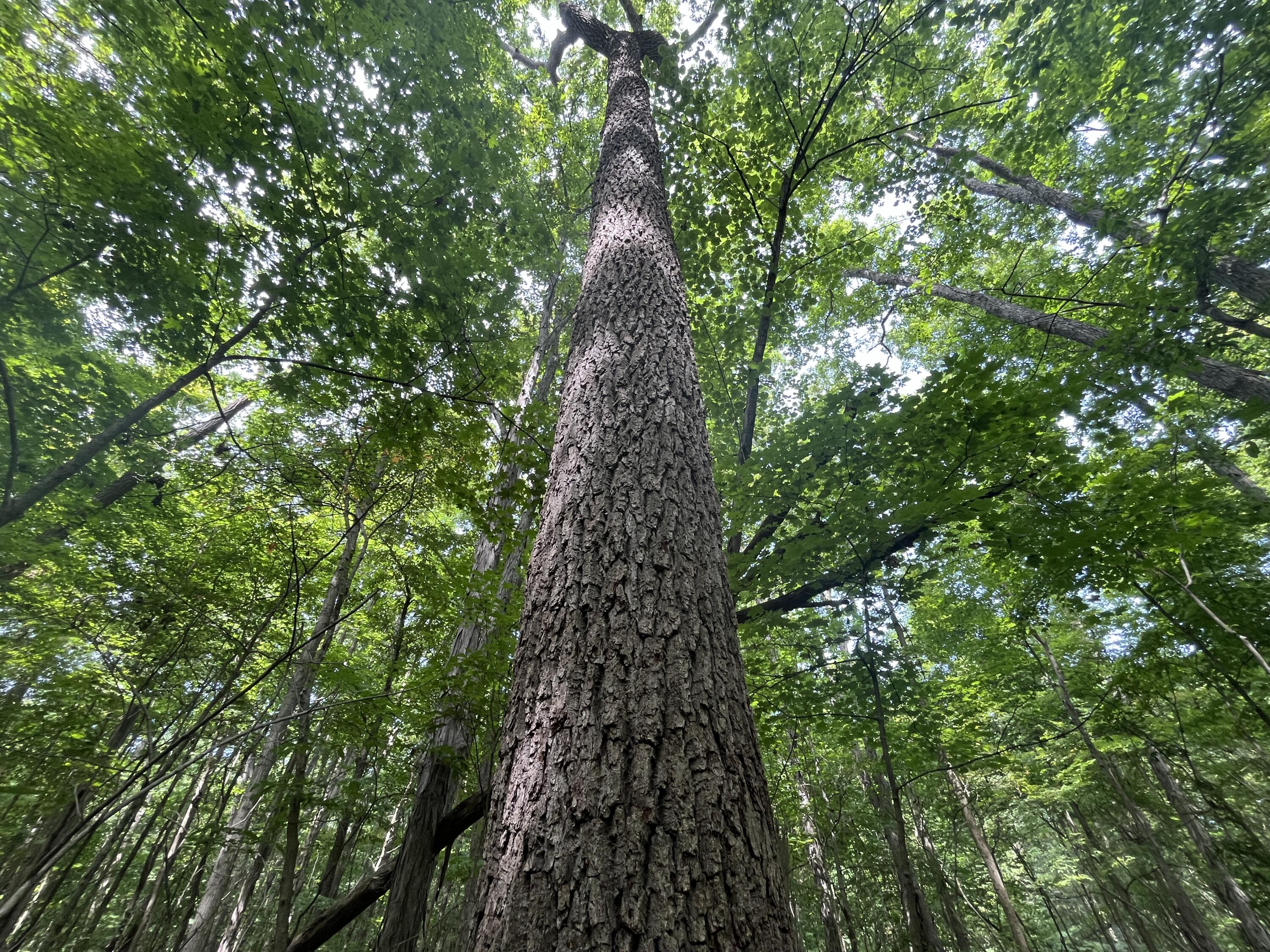 0 Raymond Road, Marysville, Ohio 43040