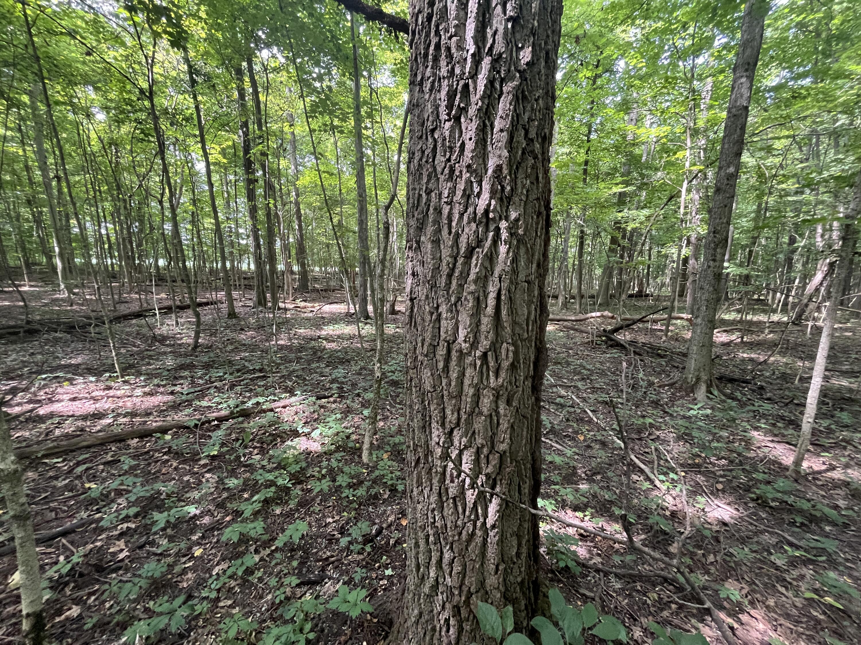 0 Raymond Road, Marysville, Ohio 43040