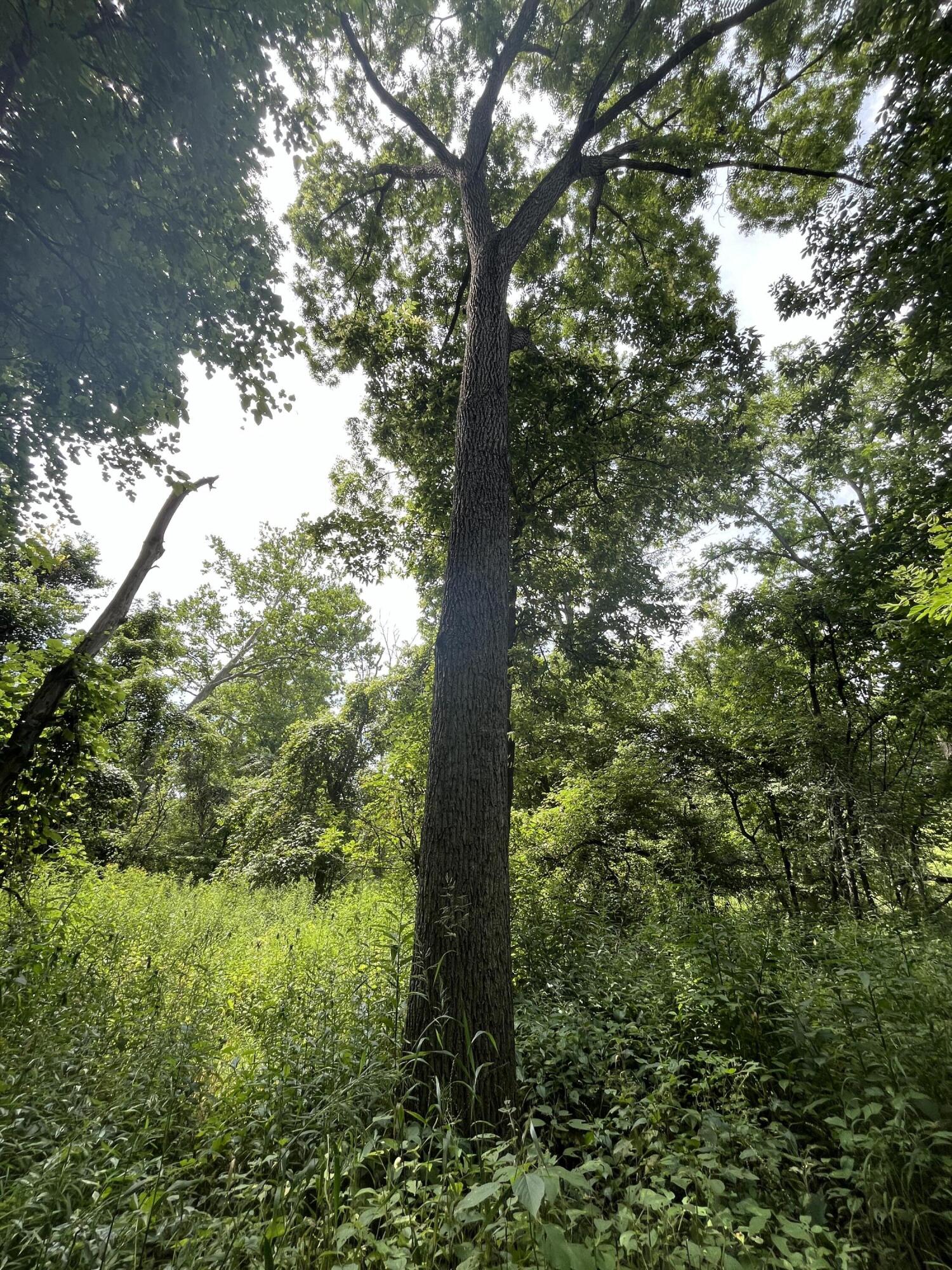 0 Raymond Road, Marysville, Ohio 43040