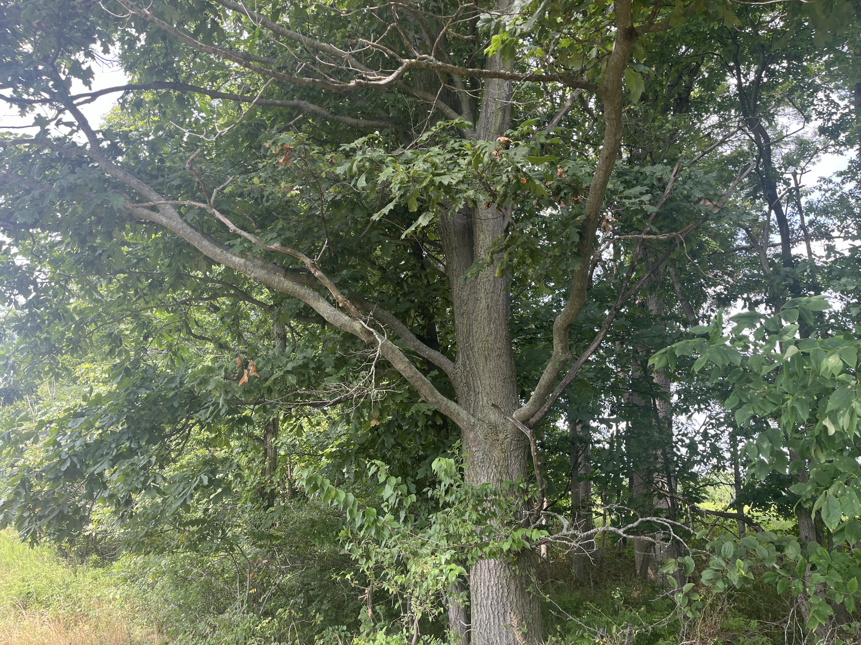 0 Raymond Road, Marysville, Ohio 43040