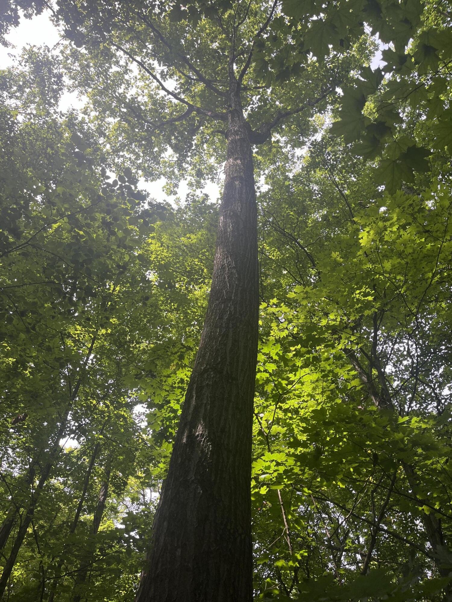 0 Raymond Road, Marysville, Ohio 43040