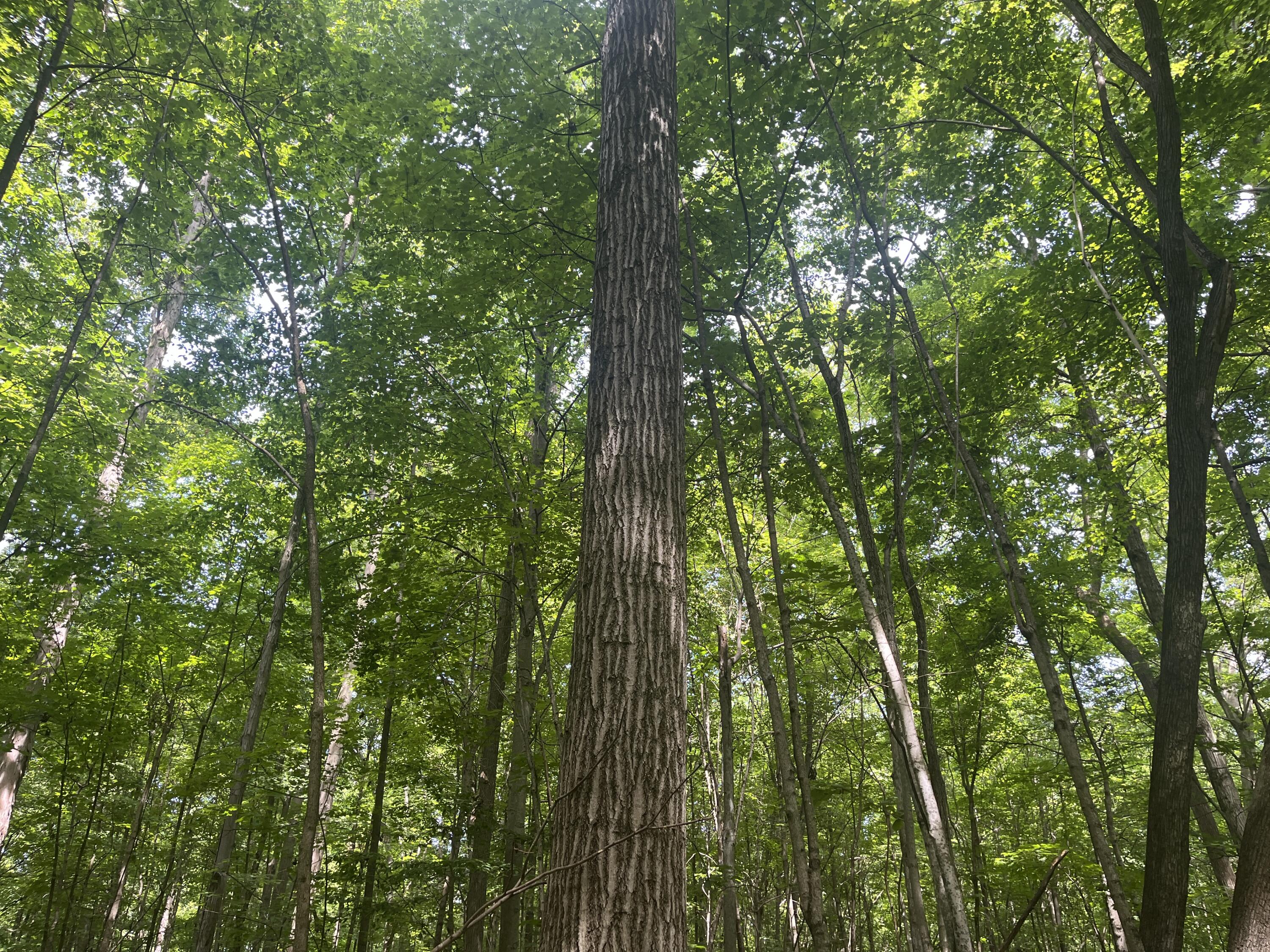 0 Raymond Road, Marysville, Ohio 43040