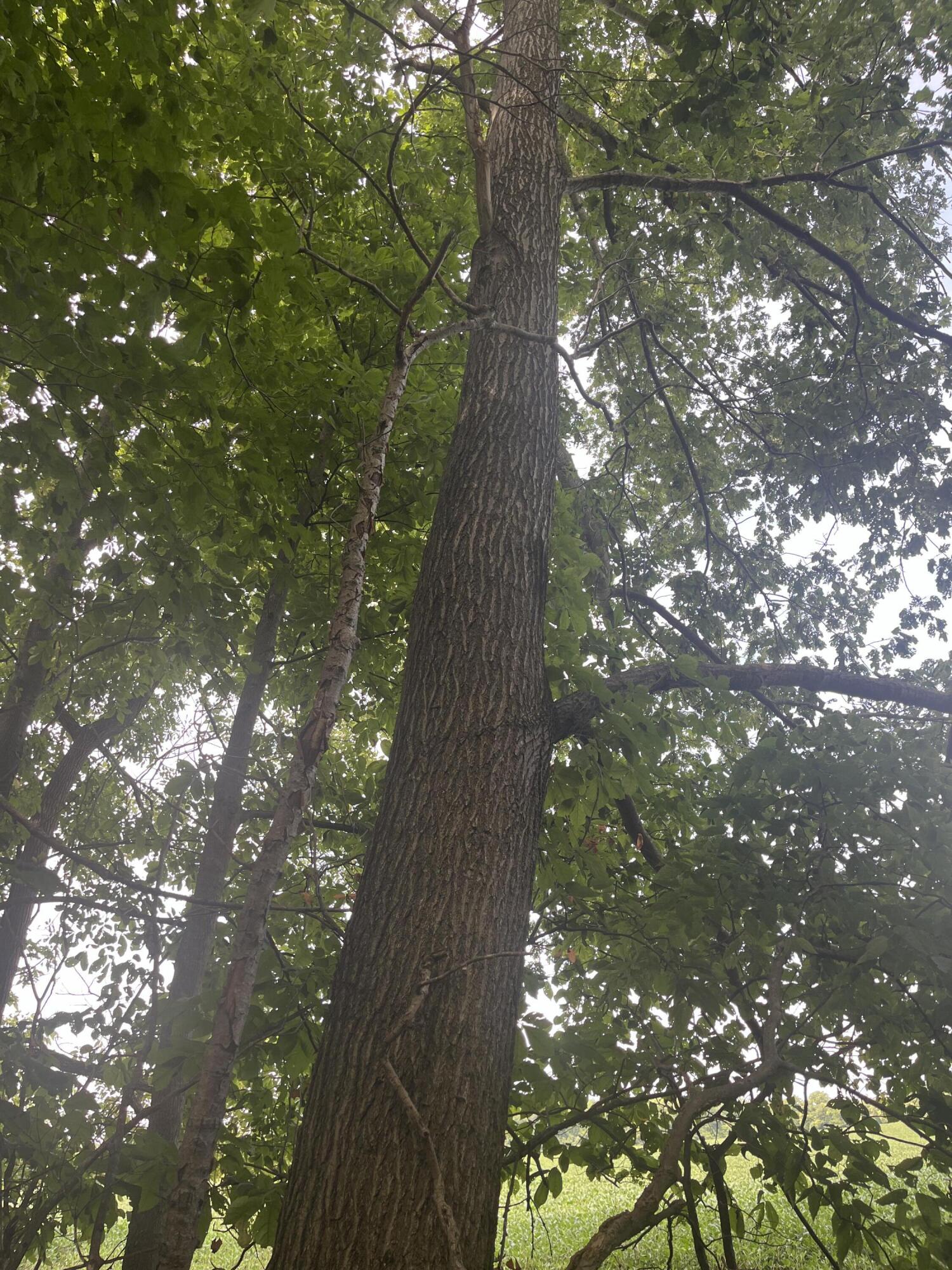 0 Raymond Road, Marysville, Ohio 43040