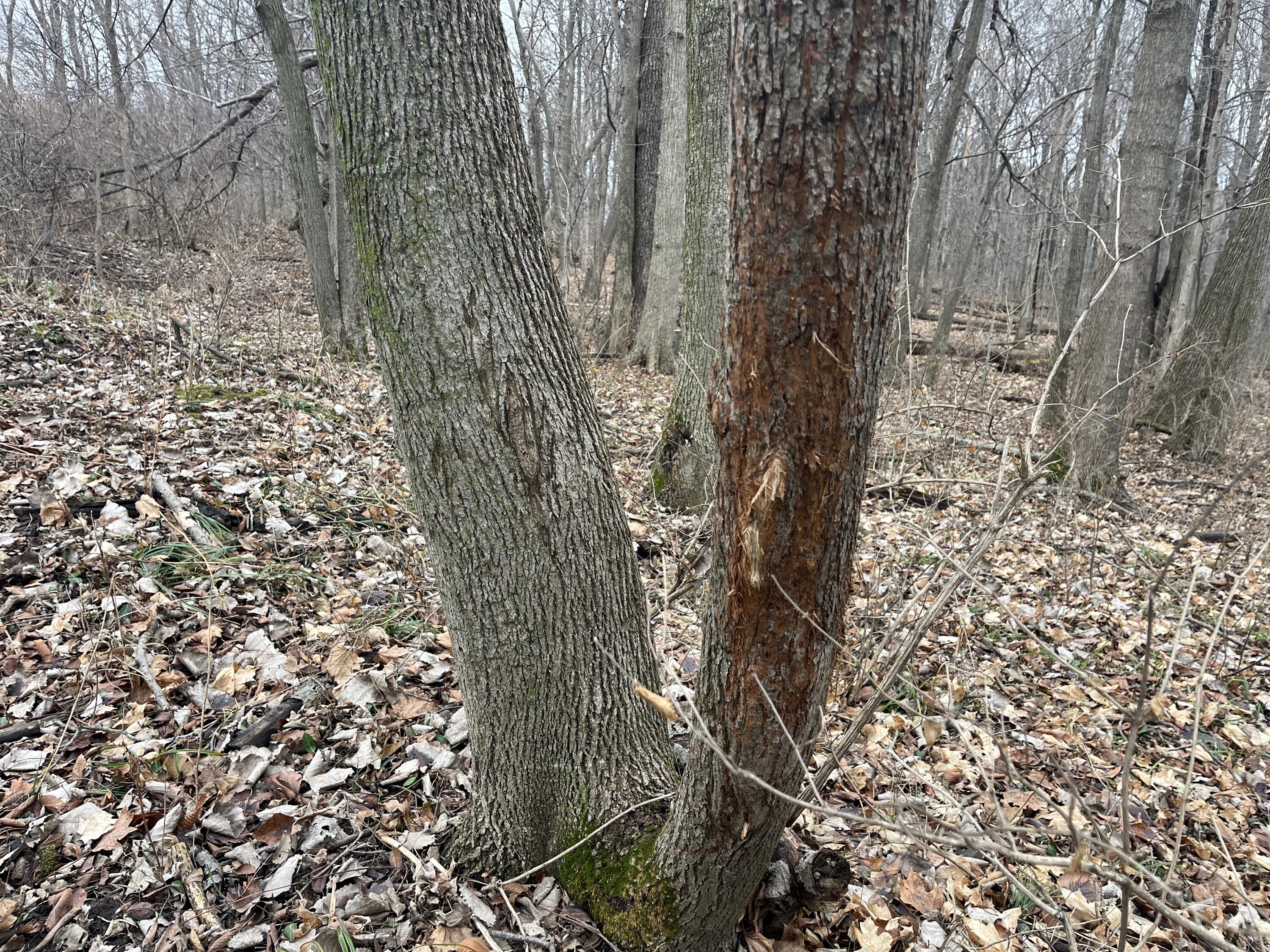 0 Kite Road, Saint Paris, Ohio 43072