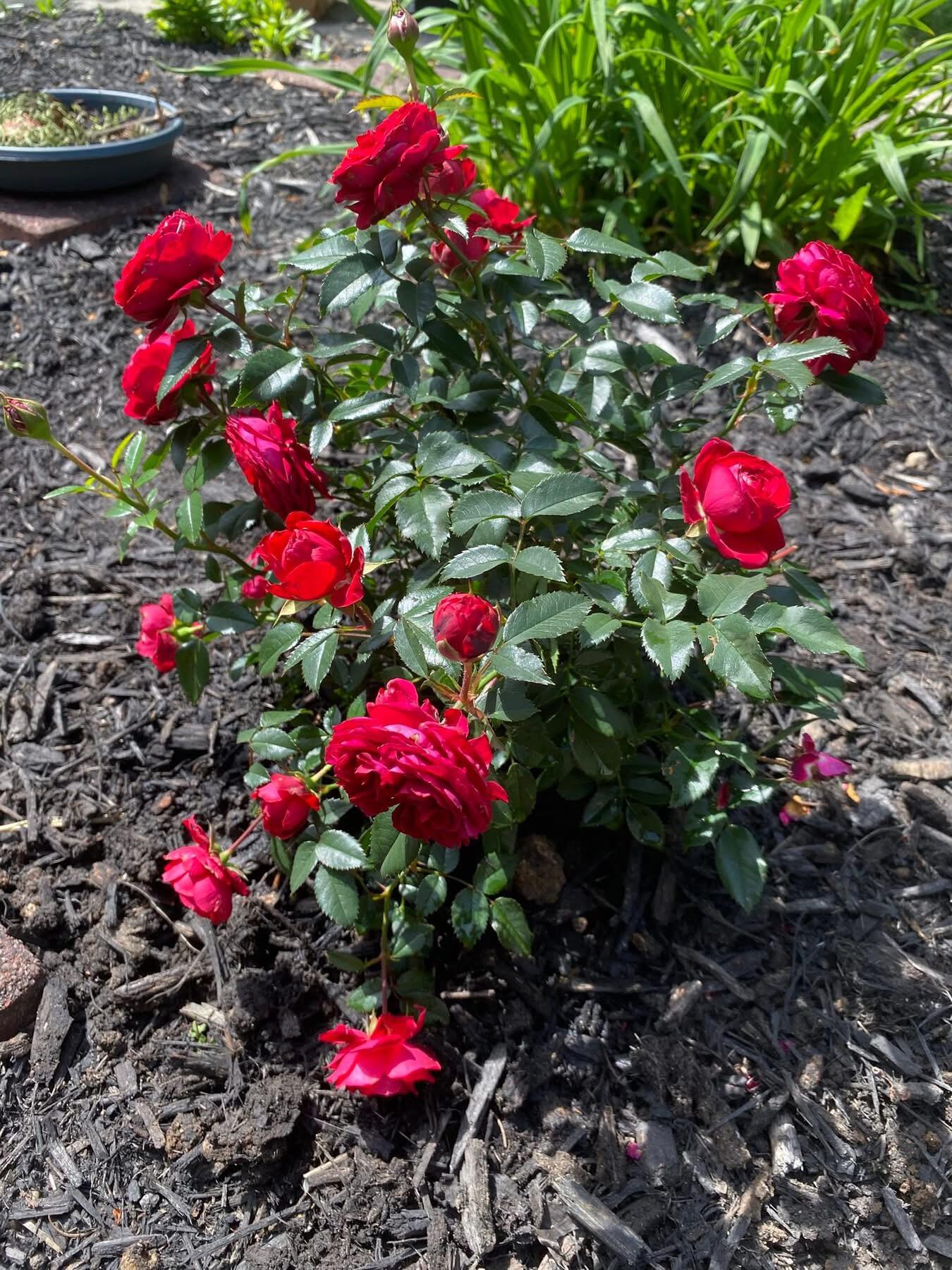 1117 Scenic Court, Troy, Ohio 45373