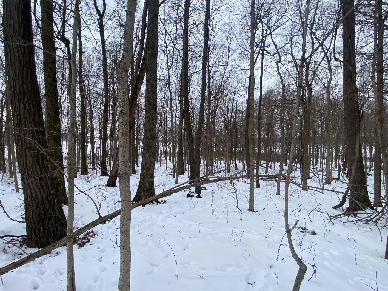 5.628 Acres County Road 28, West Liberty, Ohio 43357