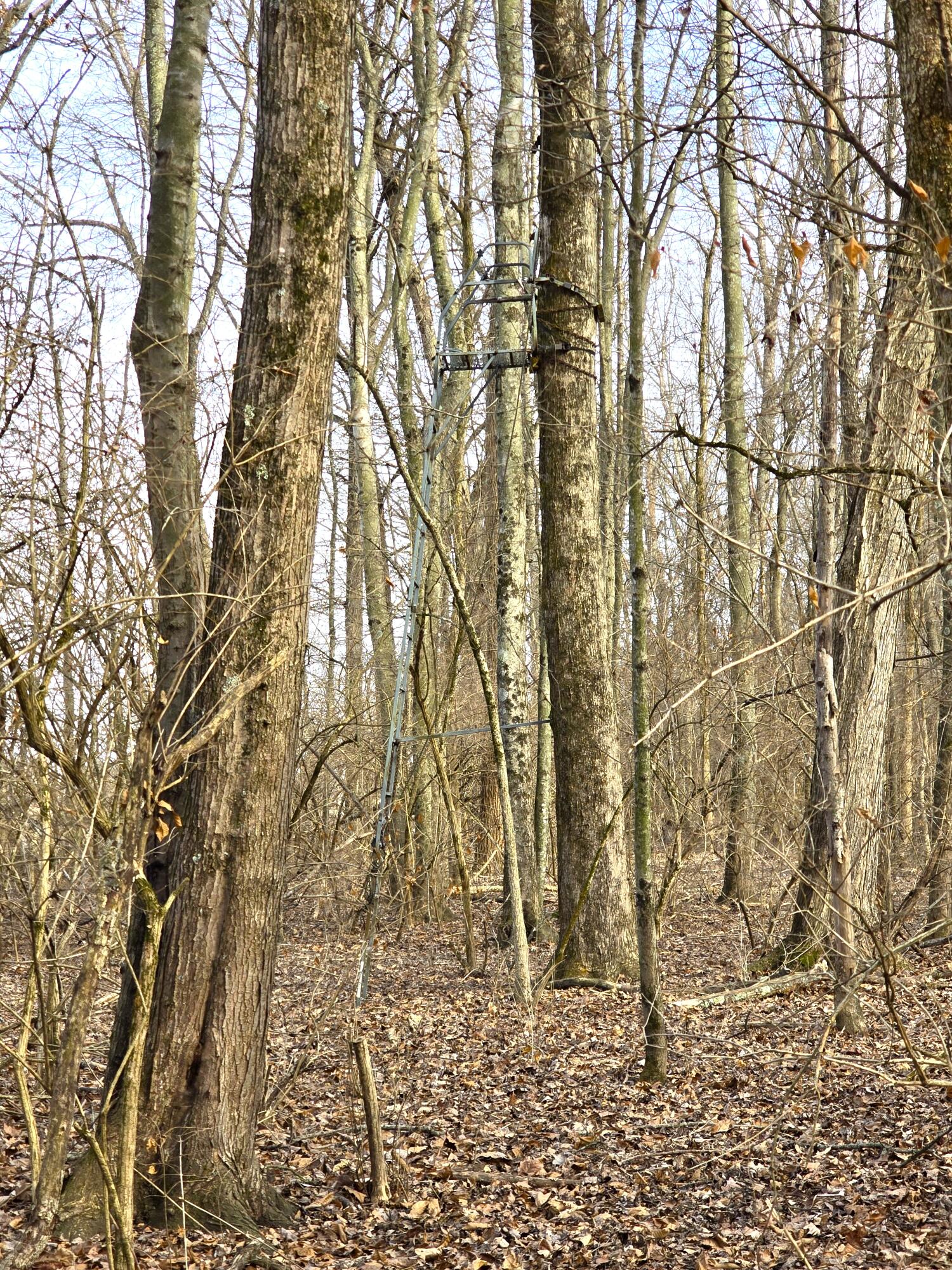 414 Sparrow Road, Springfield, Ohio 45502