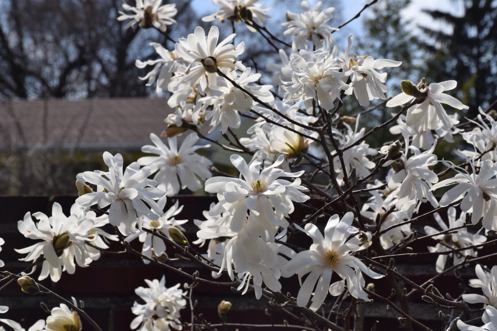 735 Tanglewood Drive, Springfield, Ohio 45504