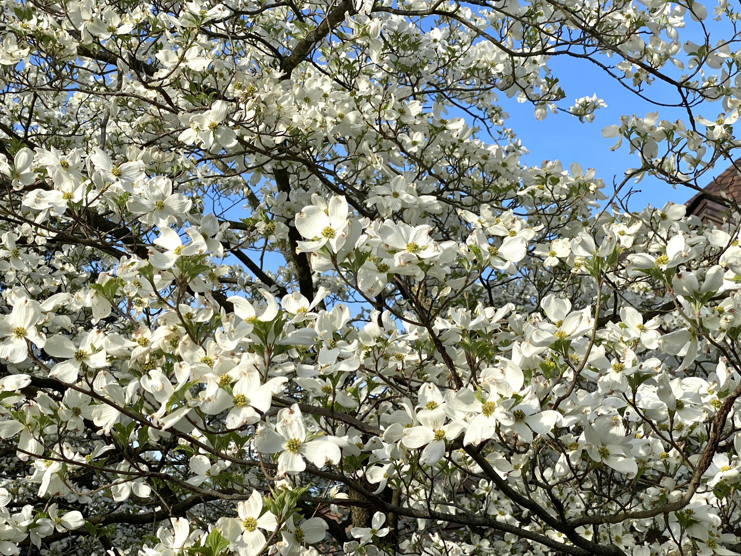 735 Tanglewood Drive, Springfield, Ohio 45504