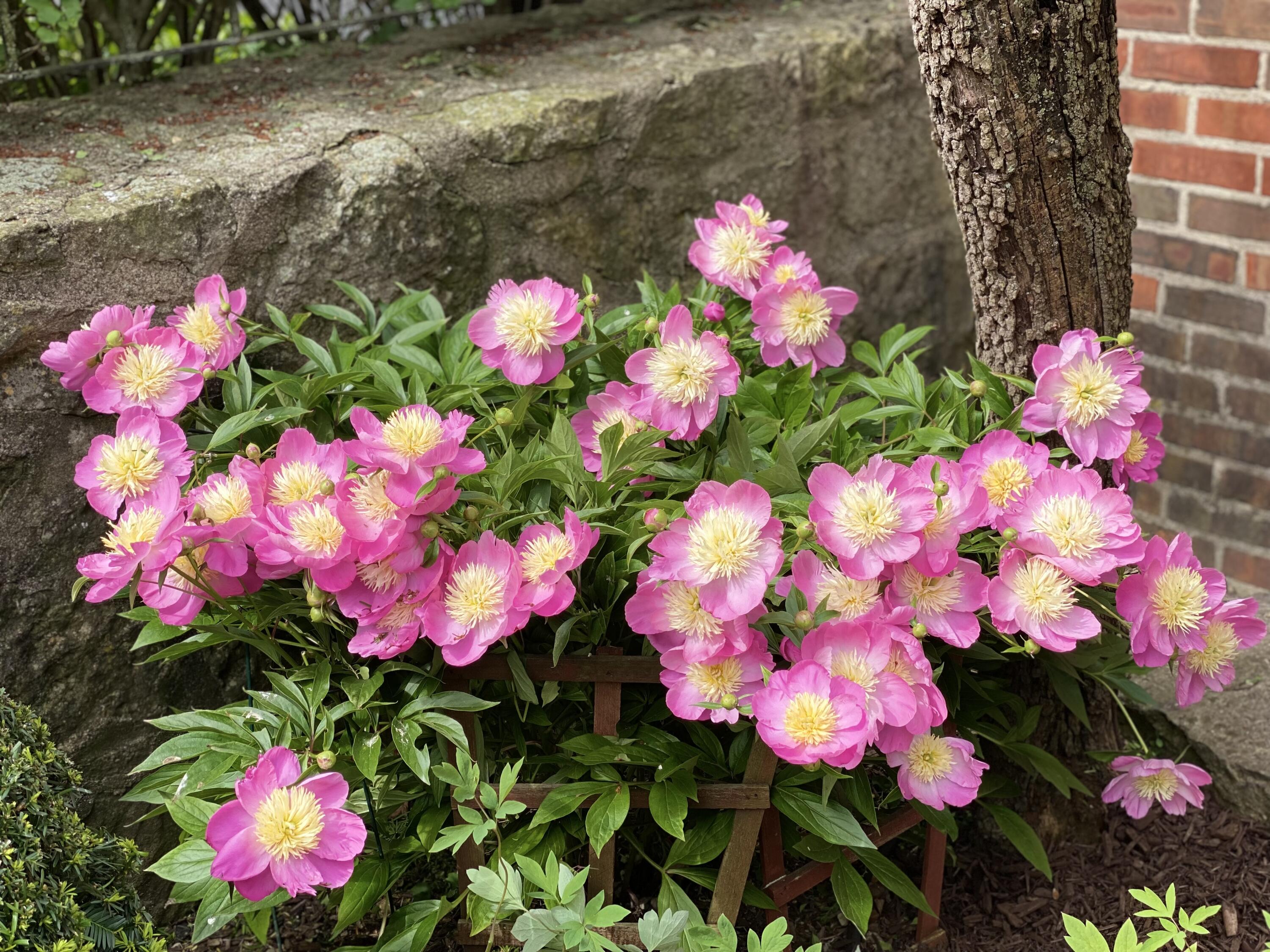 735 Tanglewood Drive, Springfield, Ohio 45504