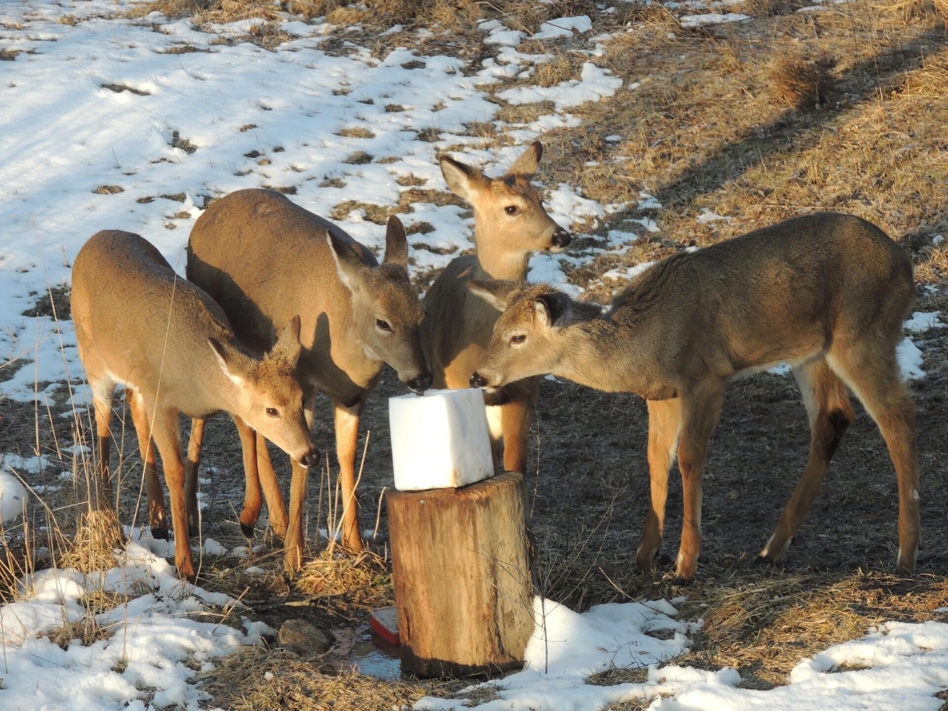 4164 County Road 1, Bellefontaine, Ohio 43311