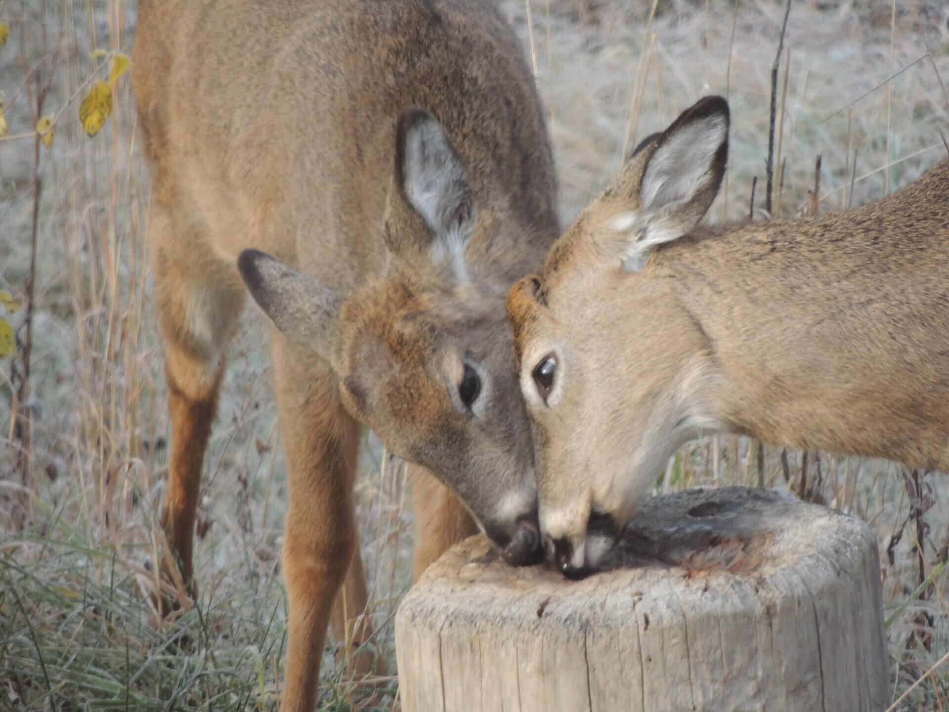 4164 County Road 1, Bellefontaine, Ohio 43311