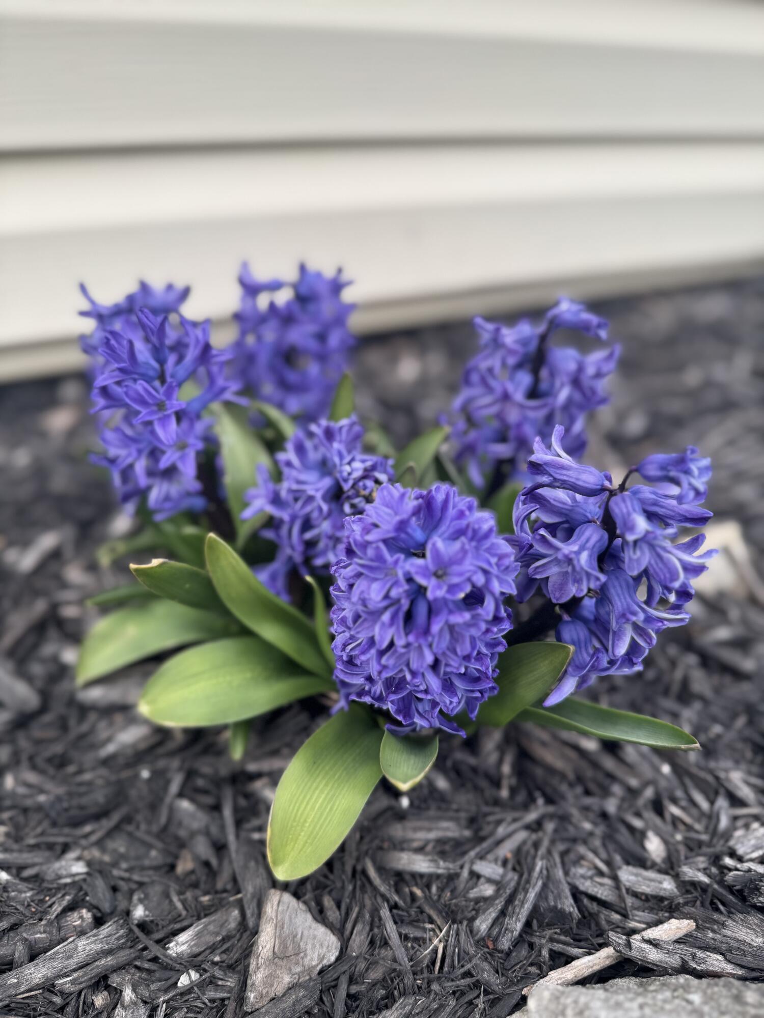 114 Marbello Court, Saint Marys, Ohio 45885