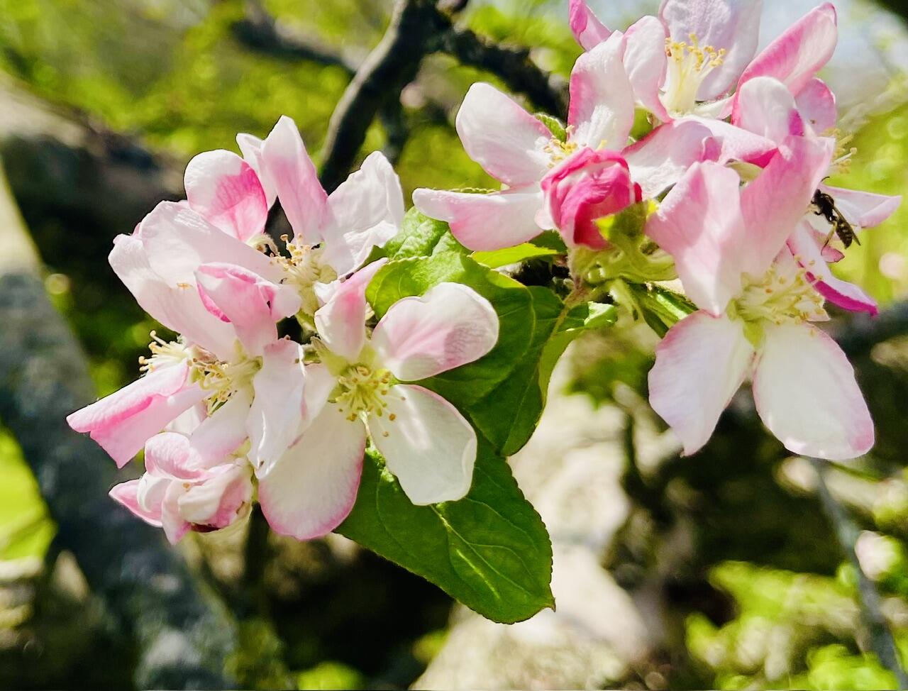 8050 Zimmerman Road, Saint Paris, Ohio 43072