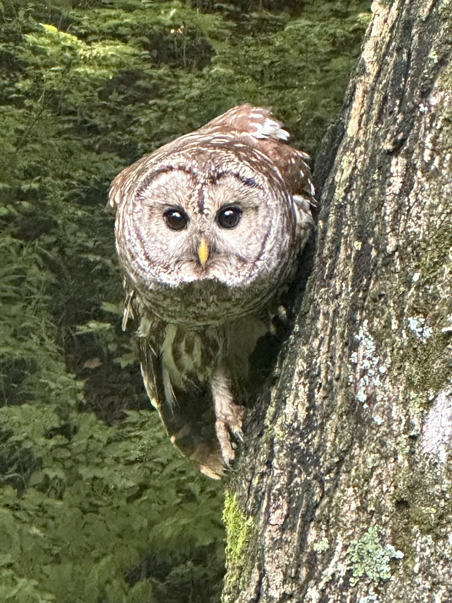 430 Leander Drive, Springfield, Ohio 45504