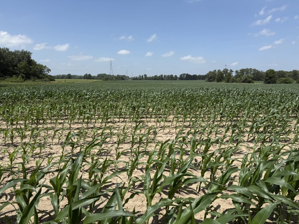 Apx. 64 ac Allen Co., OH (King Ave. & Koop Rd., Lima, OH)--$45,000/ac
