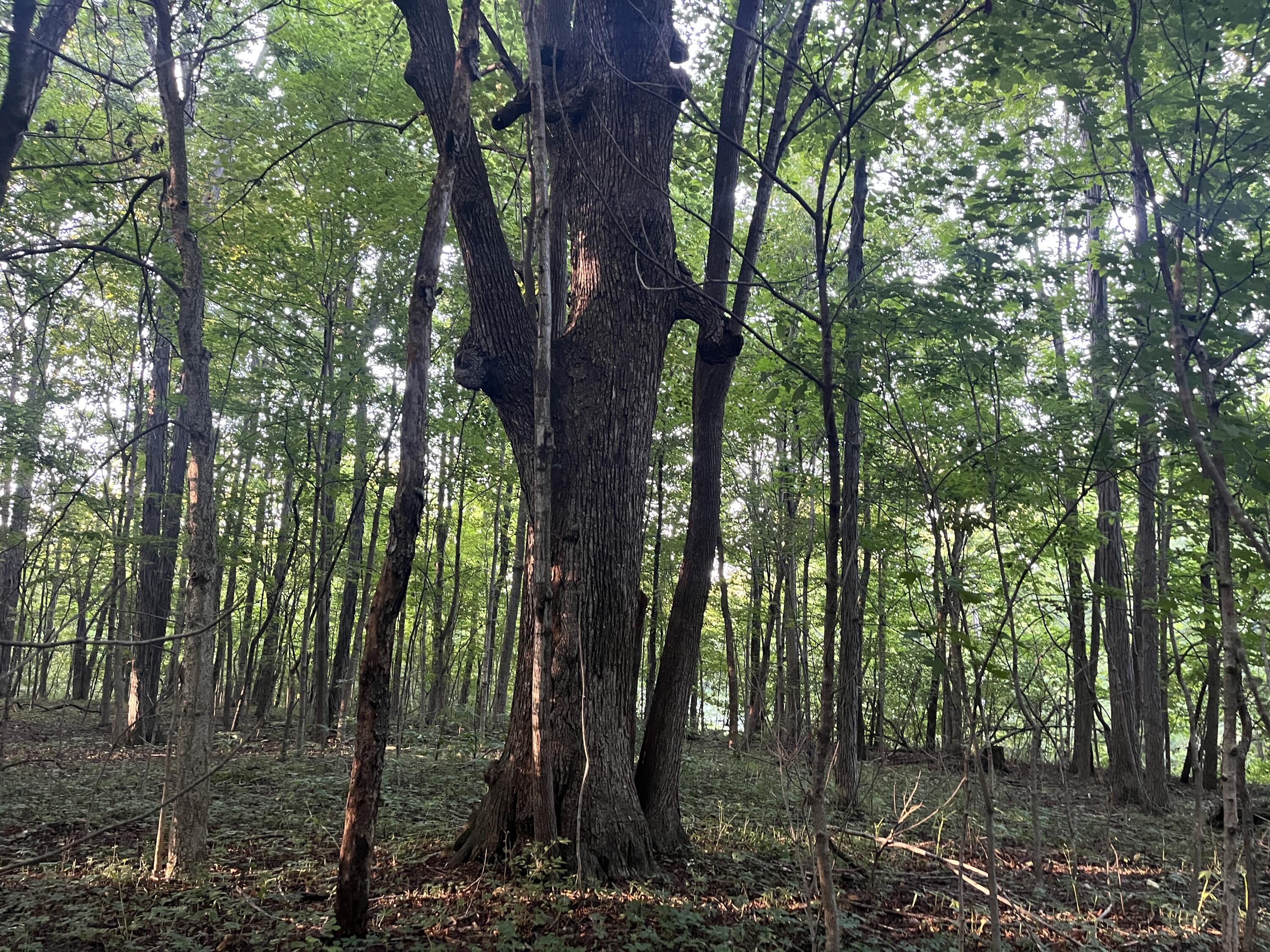 6575 Township Road 137, Rushsylvania, Ohio 43347