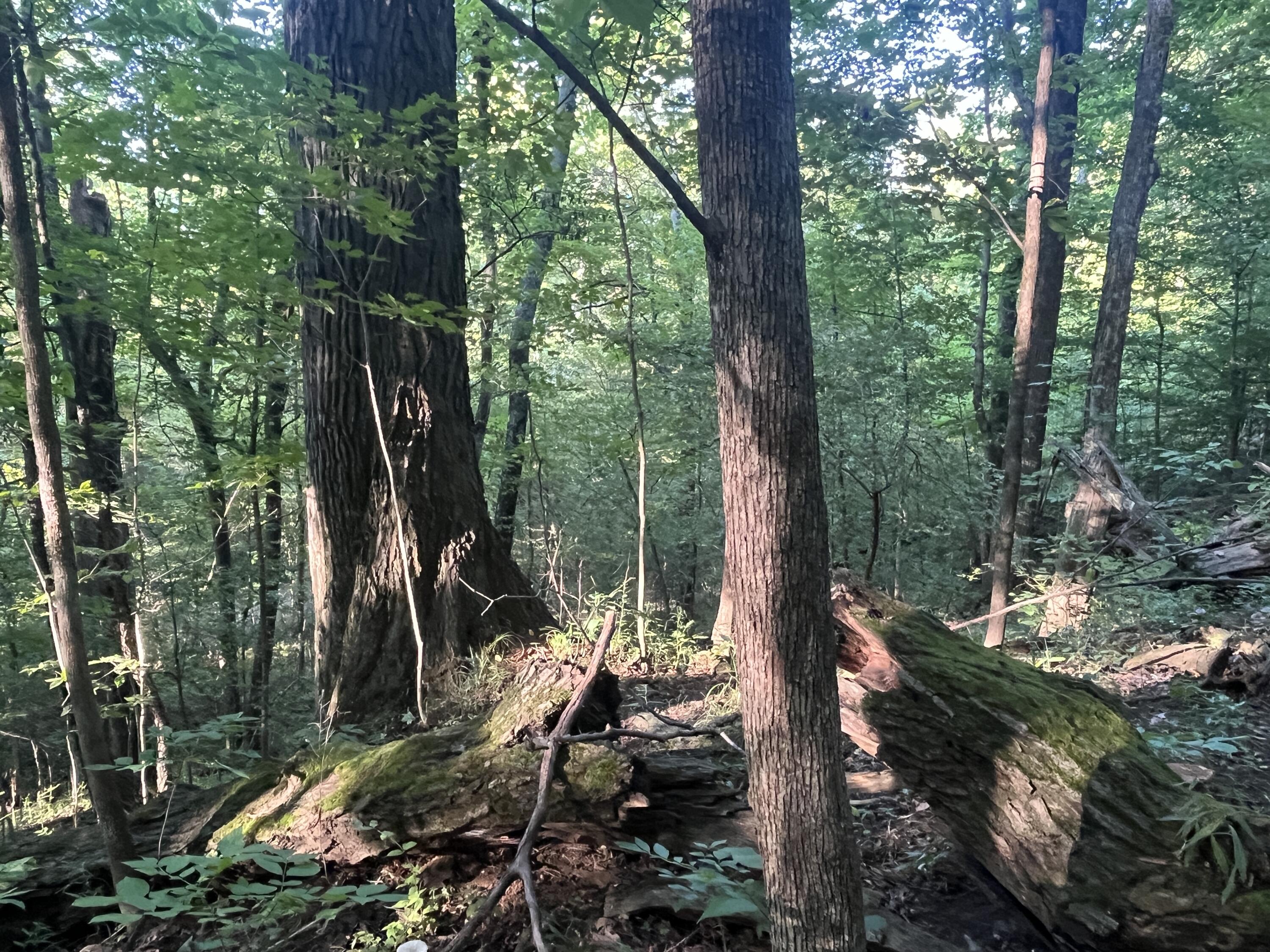 6575 Township Road 137, Rushsylvania, Ohio 43347