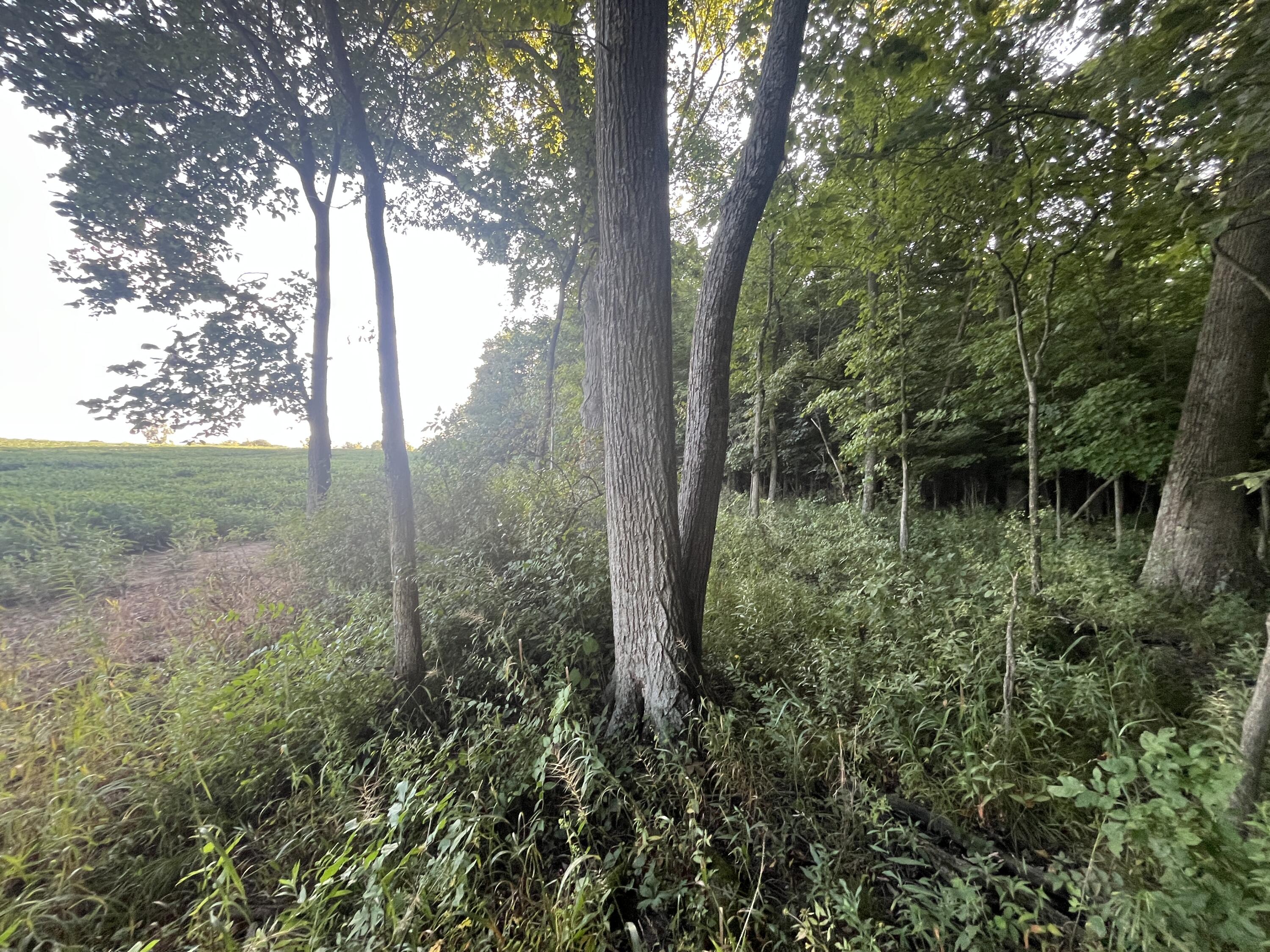 6575 Township Road 137, Rushsylvania, Ohio 43347