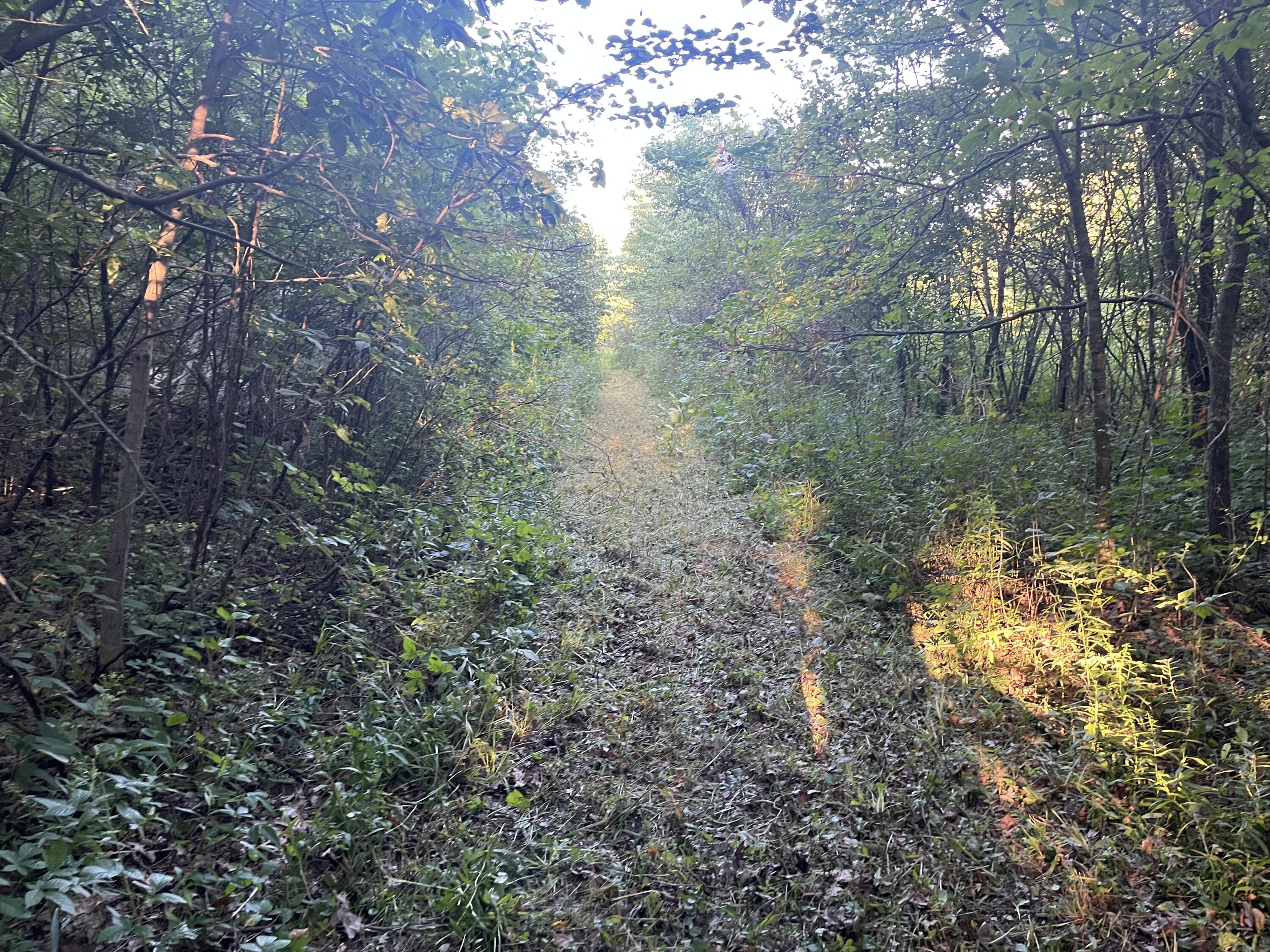 6575 Township Road 137, Rushsylvania, Ohio 43347