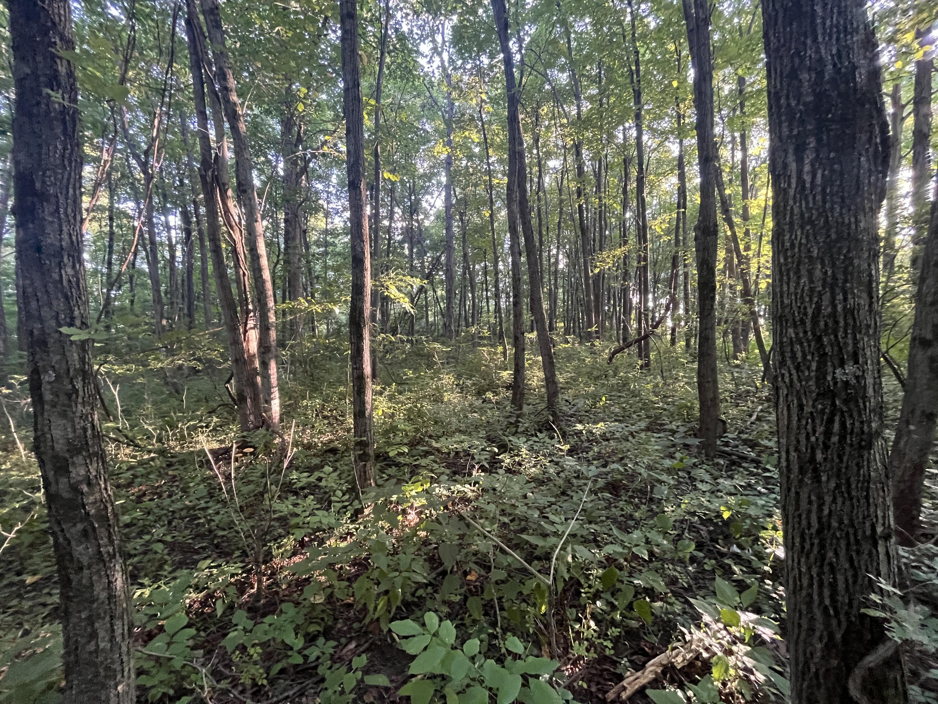 6575 Township Road 137, Rushsylvania, Ohio 43347