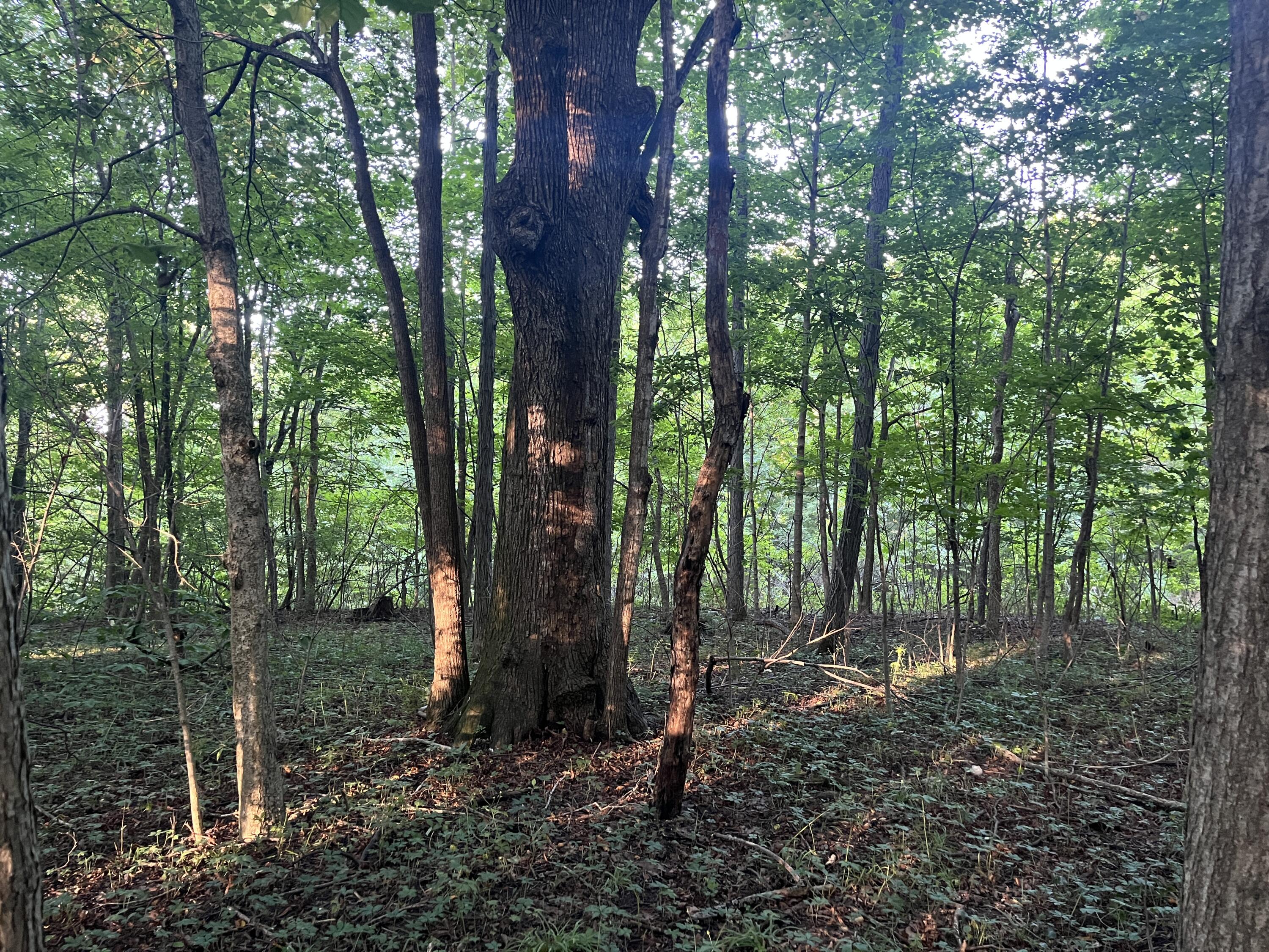 6575 Township Road 137, Rushsylvania, Ohio 43347