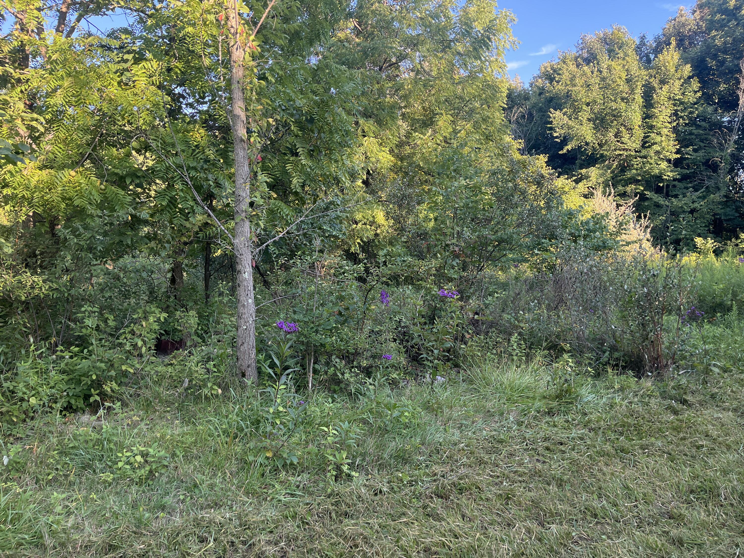 6575 Township Road 137, Rushsylvania, Ohio 43347