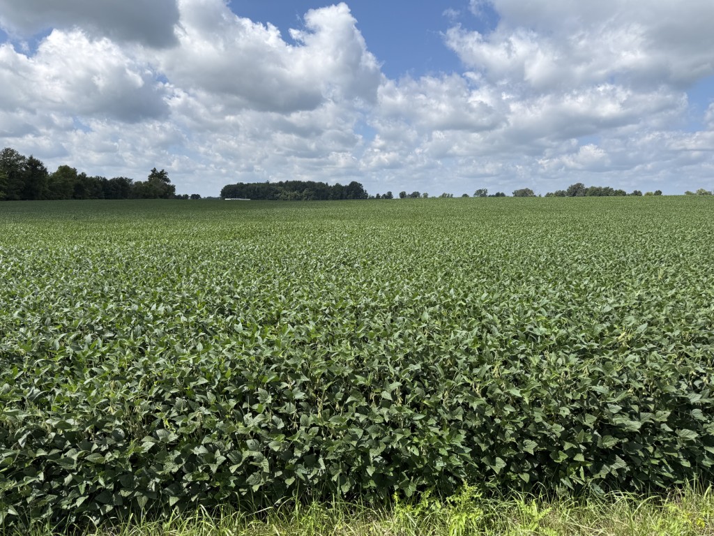 Apx. 69 ac Hardin Co, OH $16,000/ac