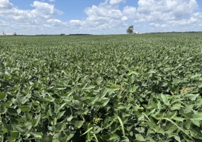 Upper Sandusky, OH - Ohio, ,Land,For Sale,1048236