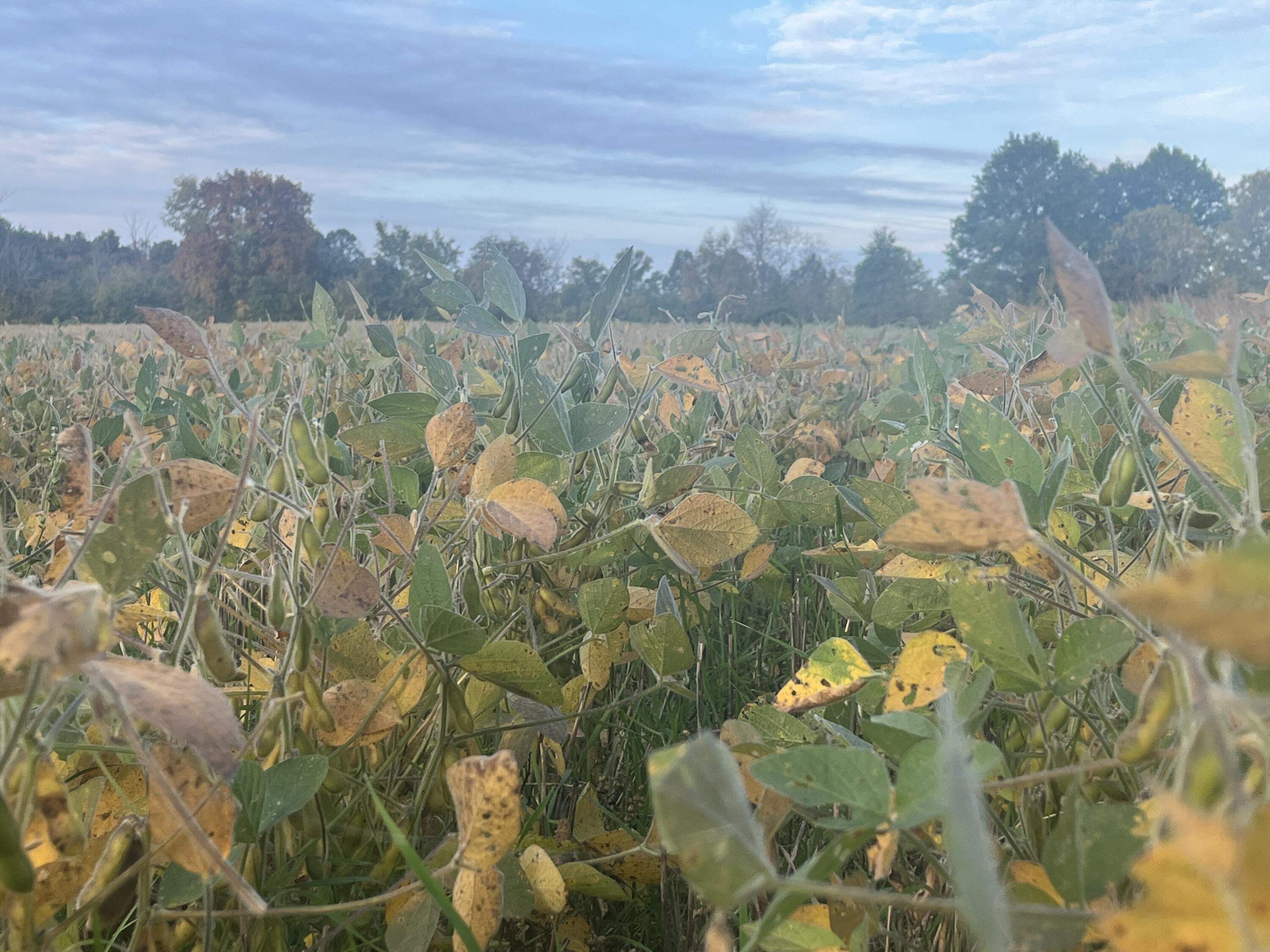21025 Cotton Slash, Marysville, Ohio 43040