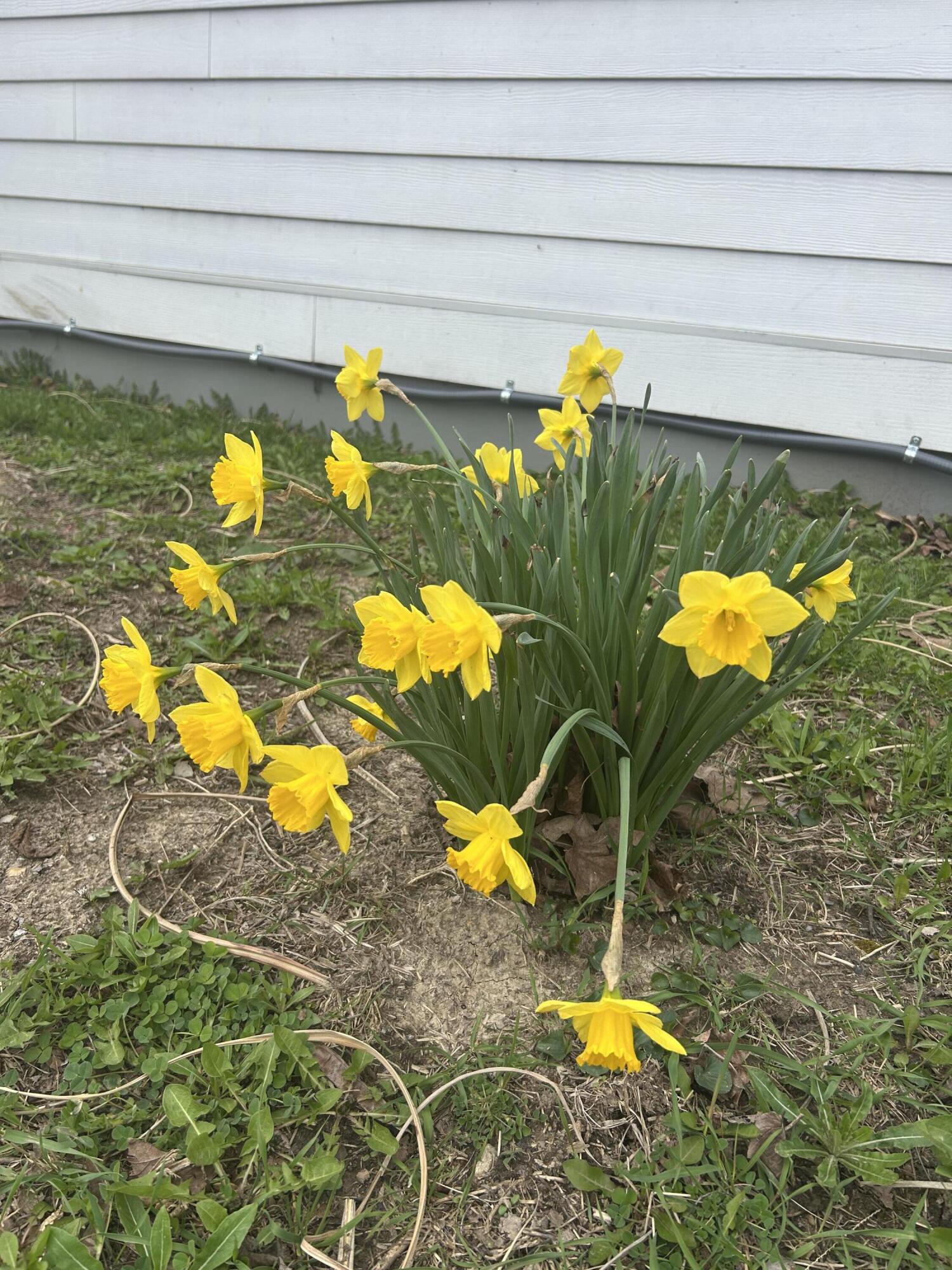 260 King, Yellow Springs, Ohio 45387